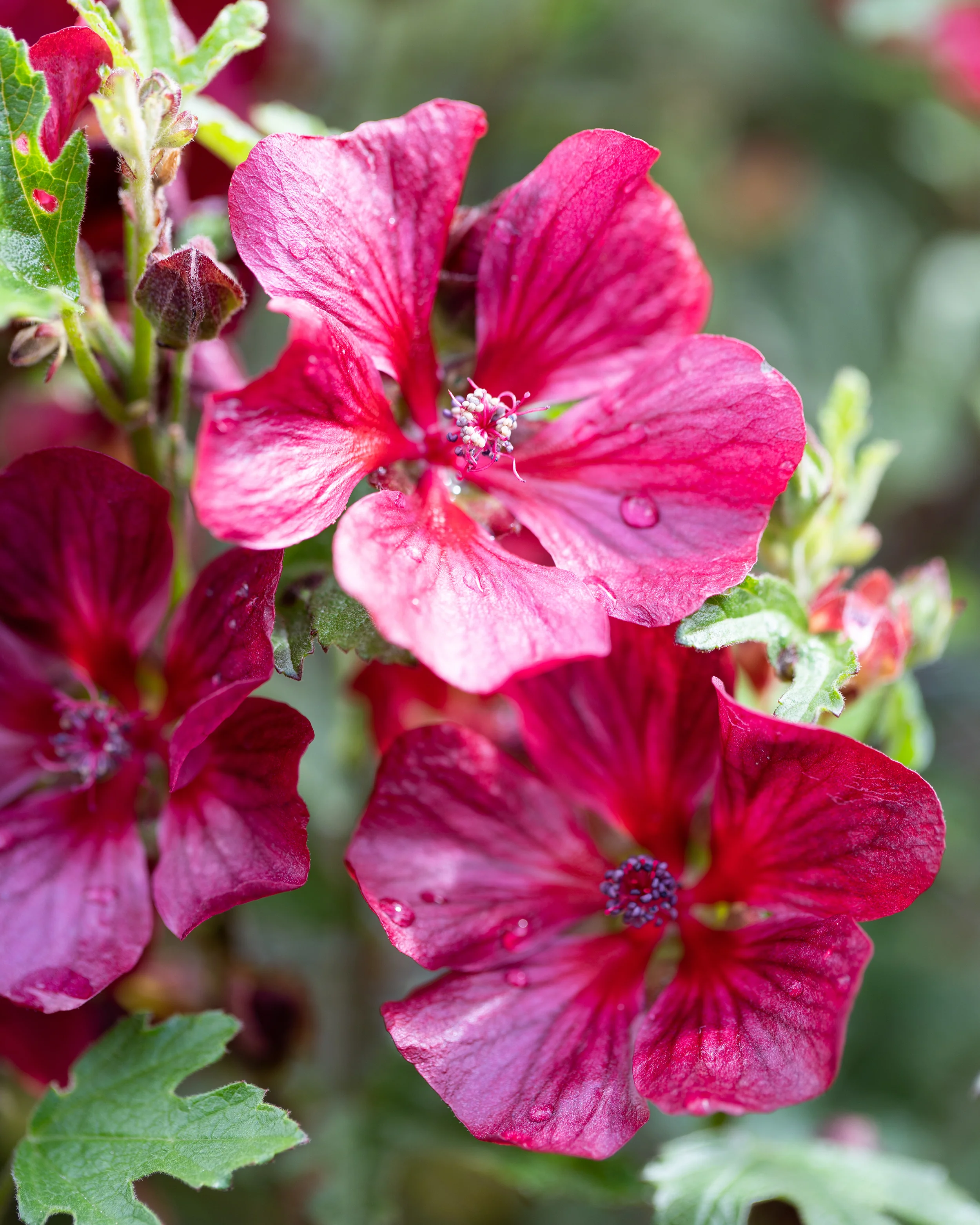 Anisodontea 'Candy Apple' - Image 6