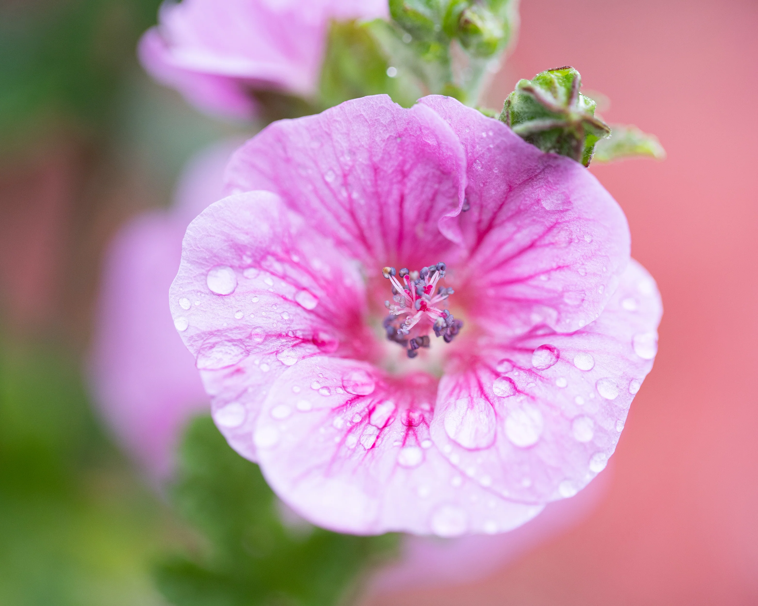 Anisodontea 'Cotton Candy Pink' - Image 10