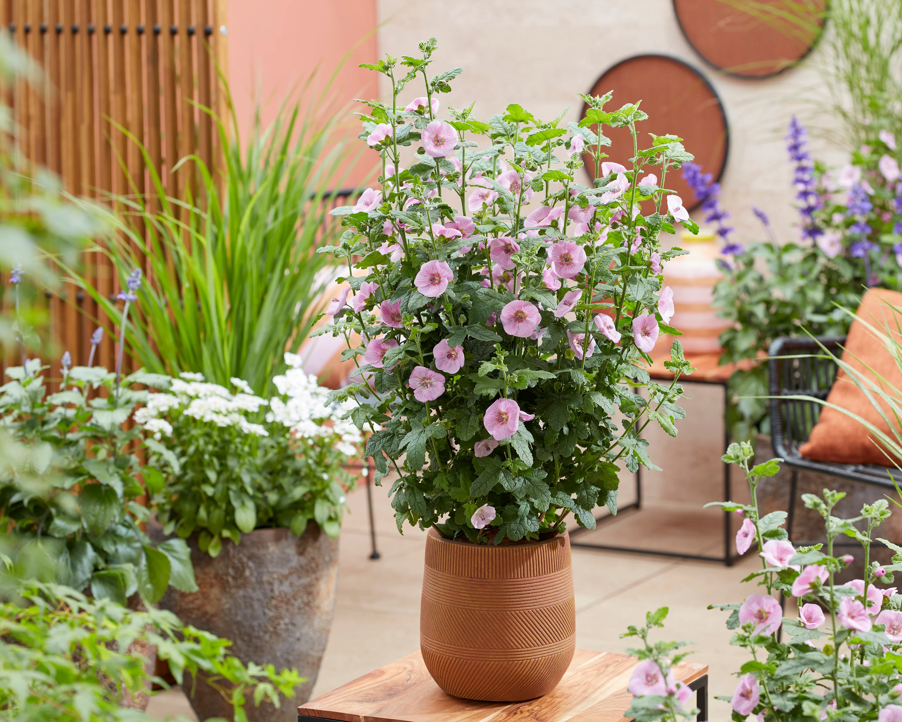 Anisodontea 'Cotton Candy Pink' - Image 12