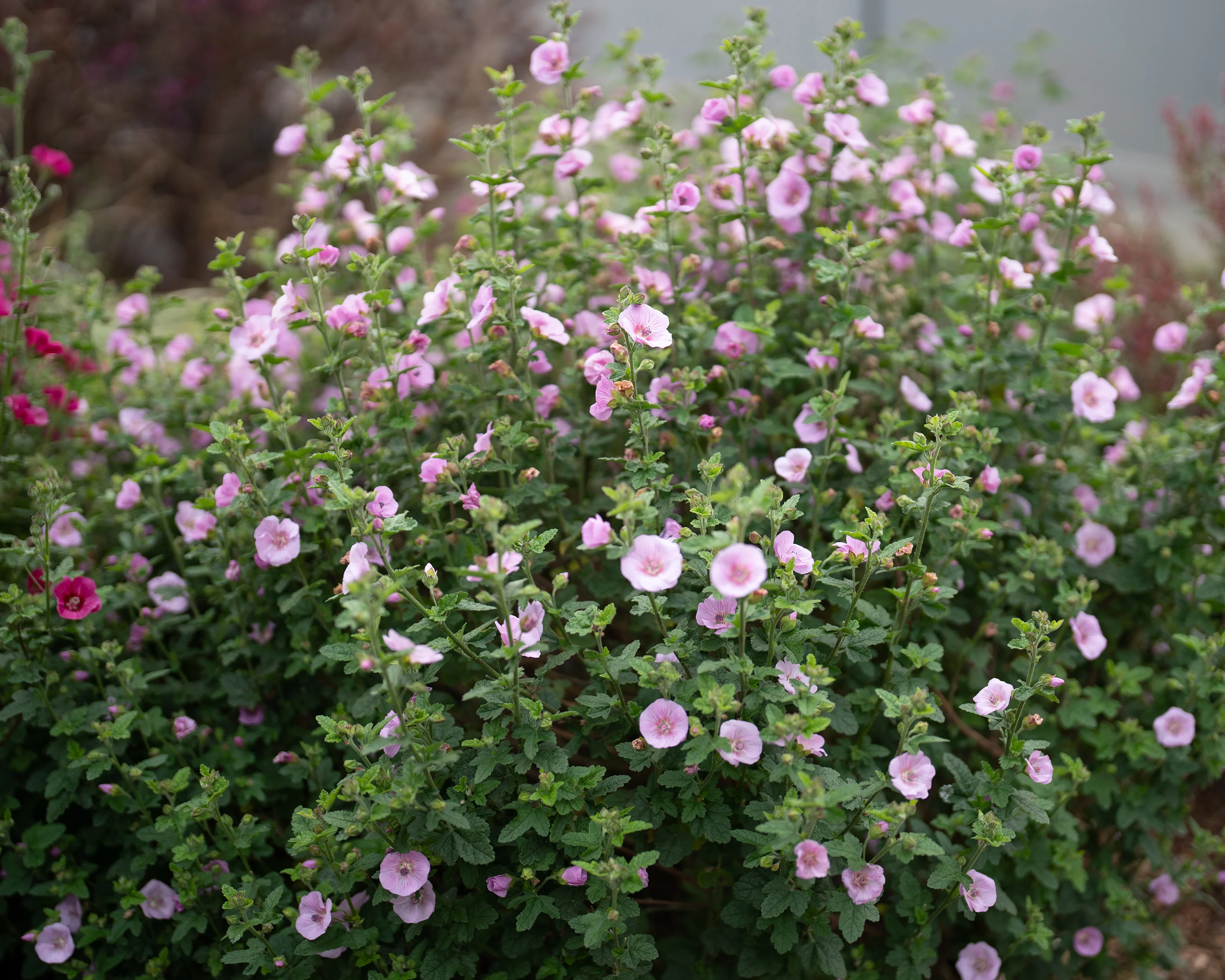 Anisodontea 'Cotton Candy Pink' - Image 3