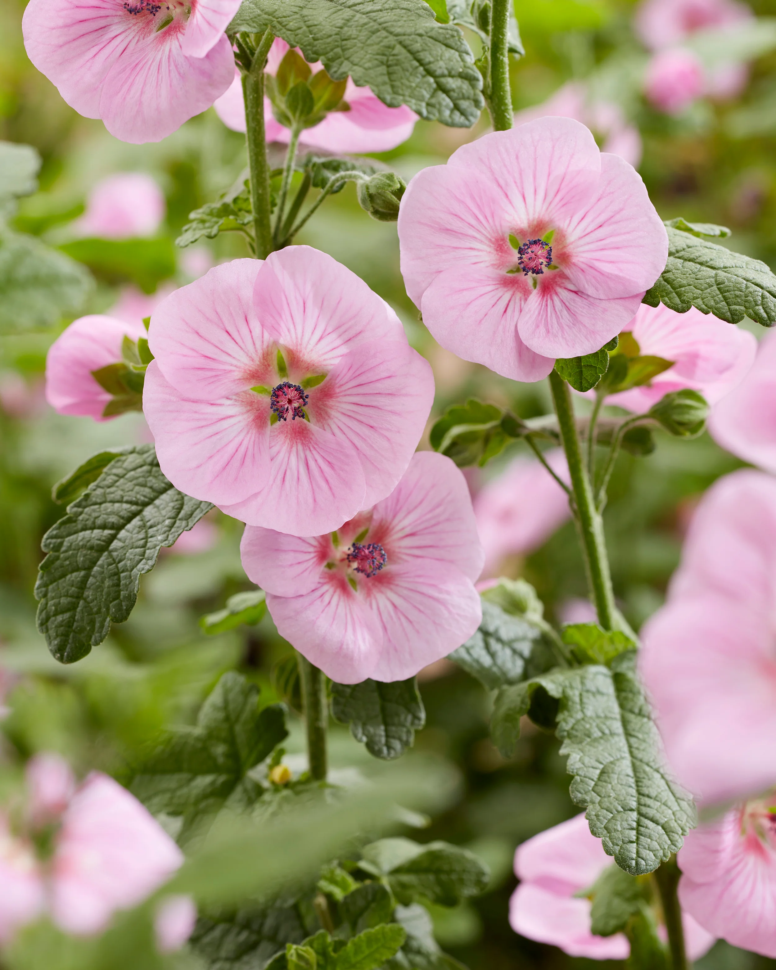 Anisodontea 'Cotton Candy Pink' - Image 8