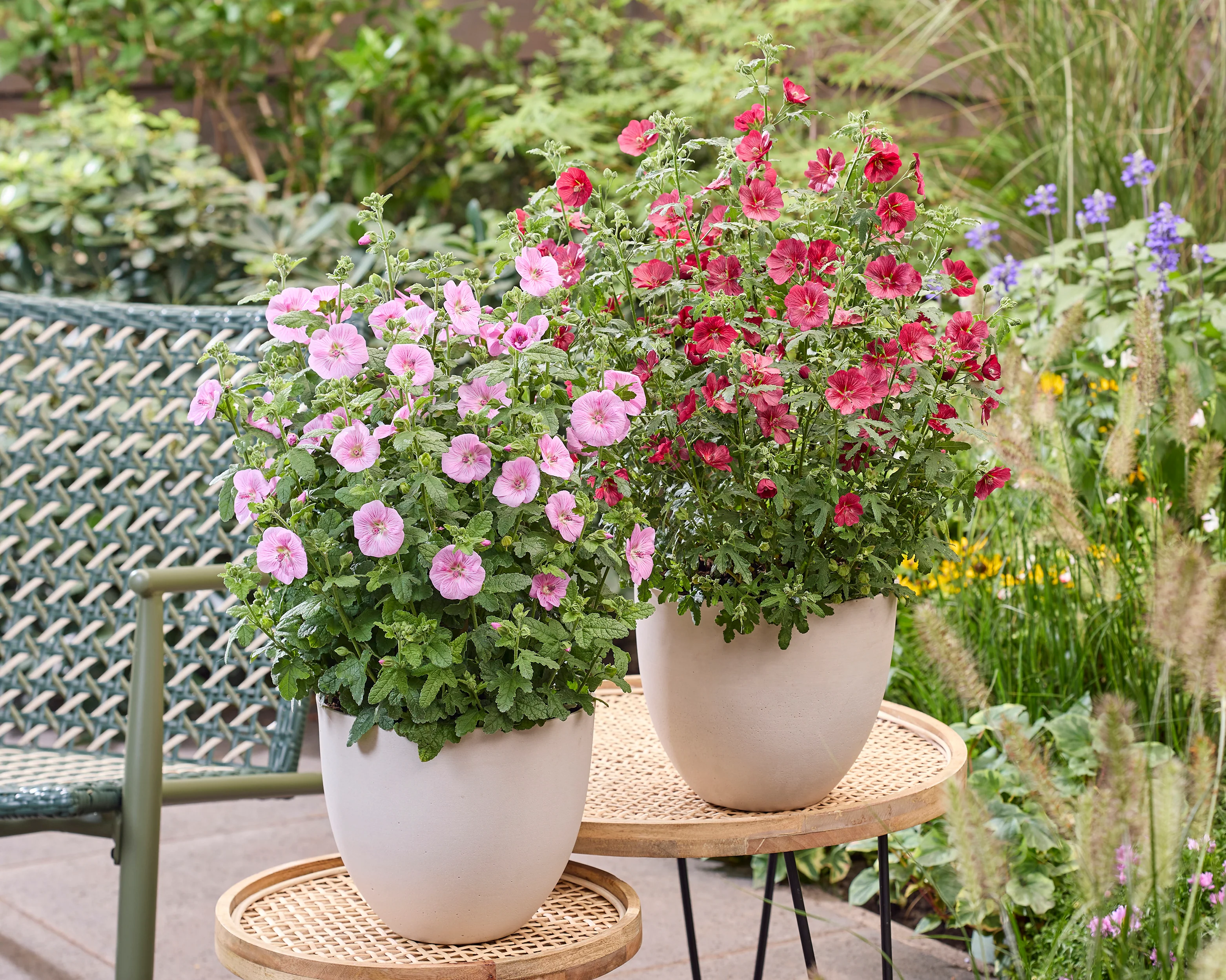Anisodontea 'Cotton Candy Pink' - Image 9