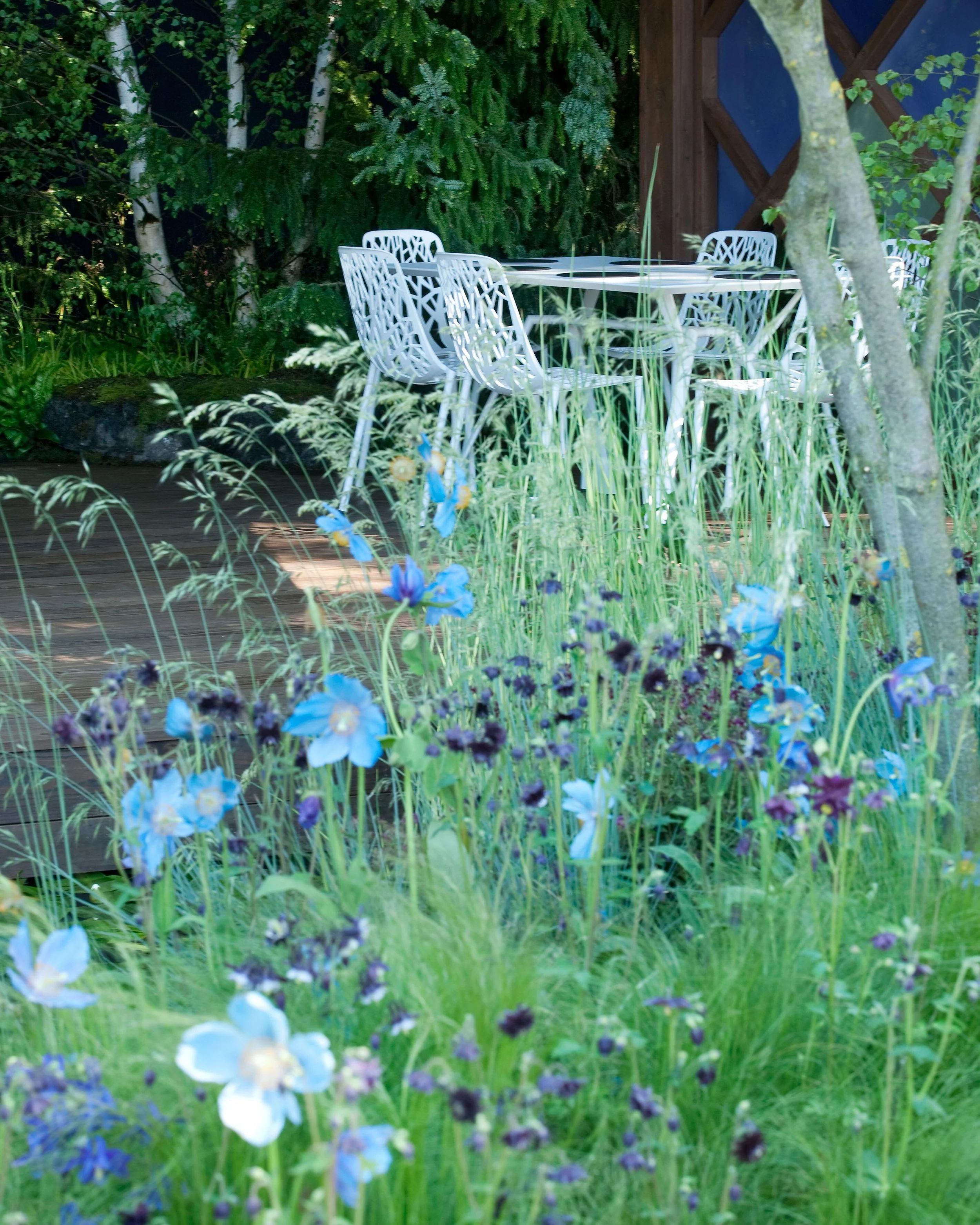 Aquilegia 'Black Barlow' - Image 4