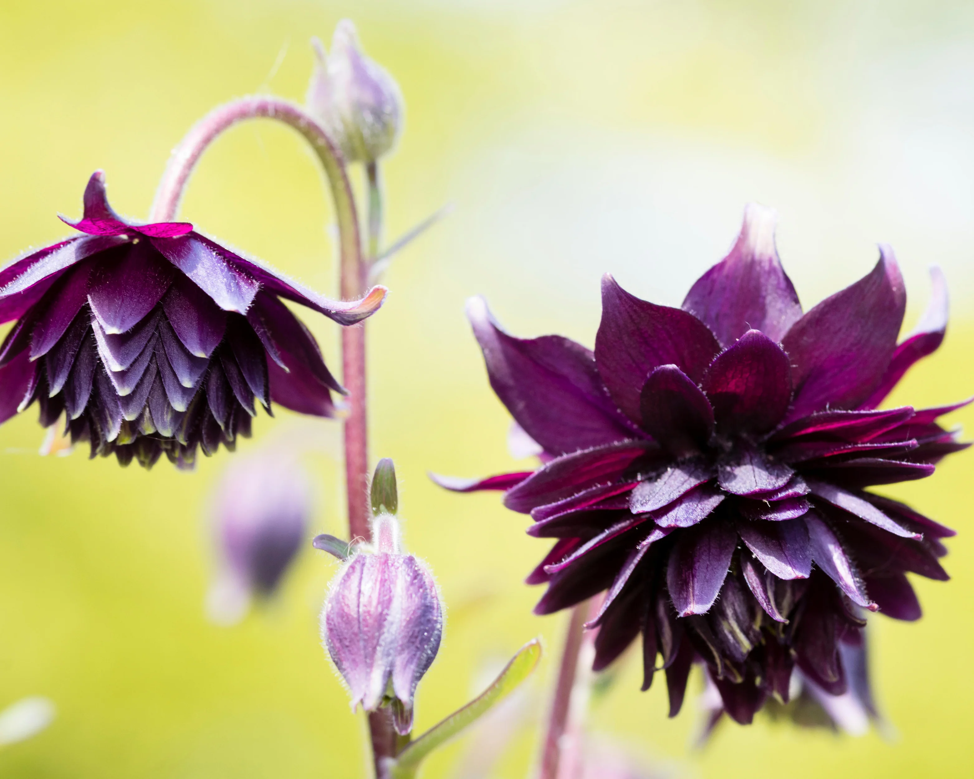 Aquilegia 'Black Barlow' - Image 8