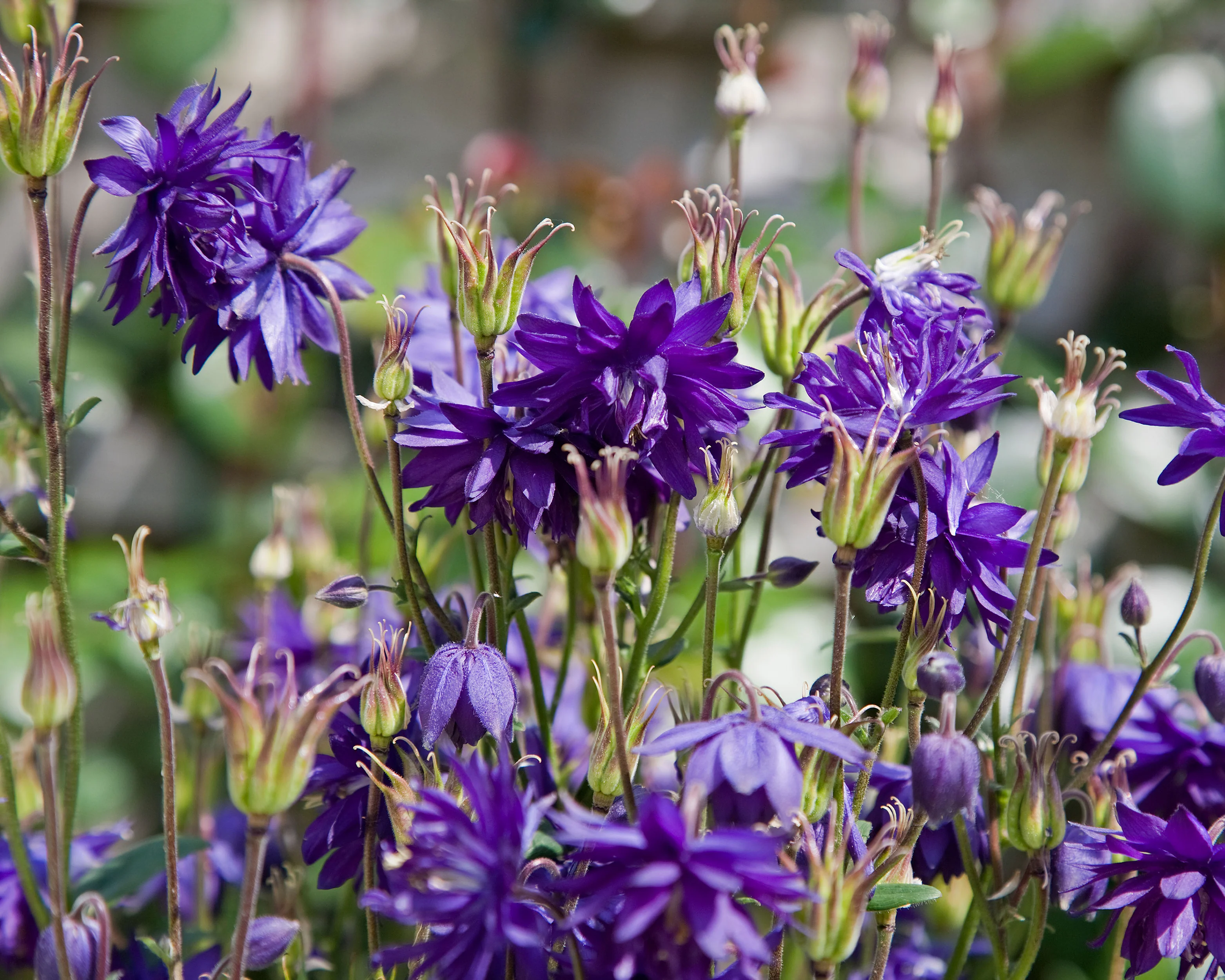 Aquilegia 'Blue Barlow' - Image 3