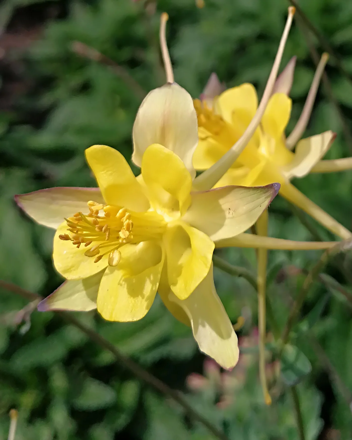Aquilegia 'Chaplinei' - Image 2