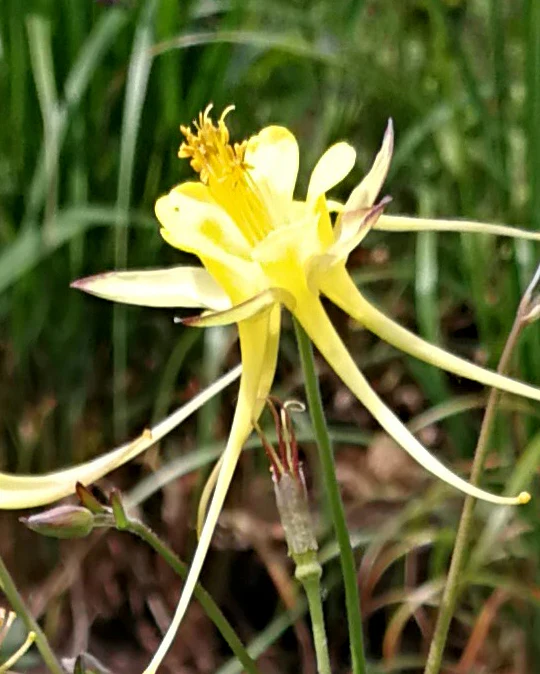 Aquilegia 'Chaplinei' - Image 4