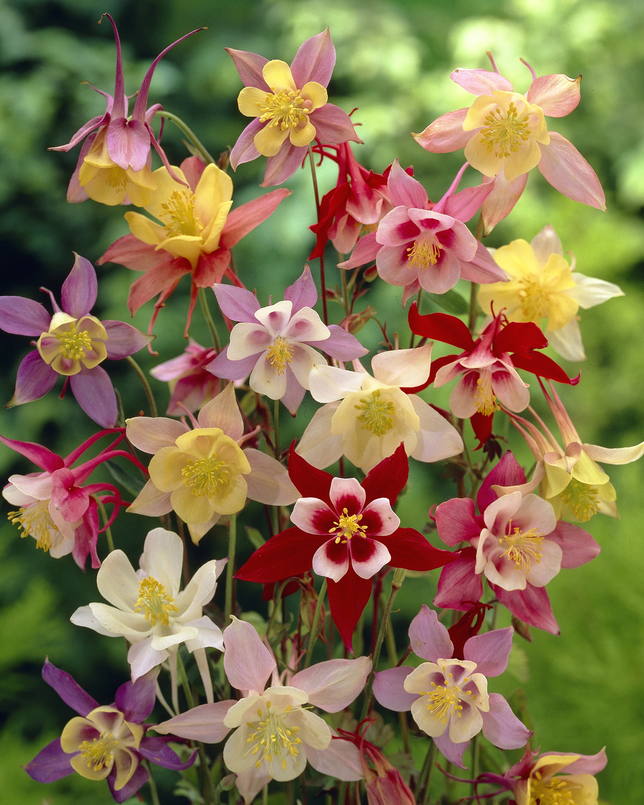 Aquilegia 'Columbine Mix' - Image 2