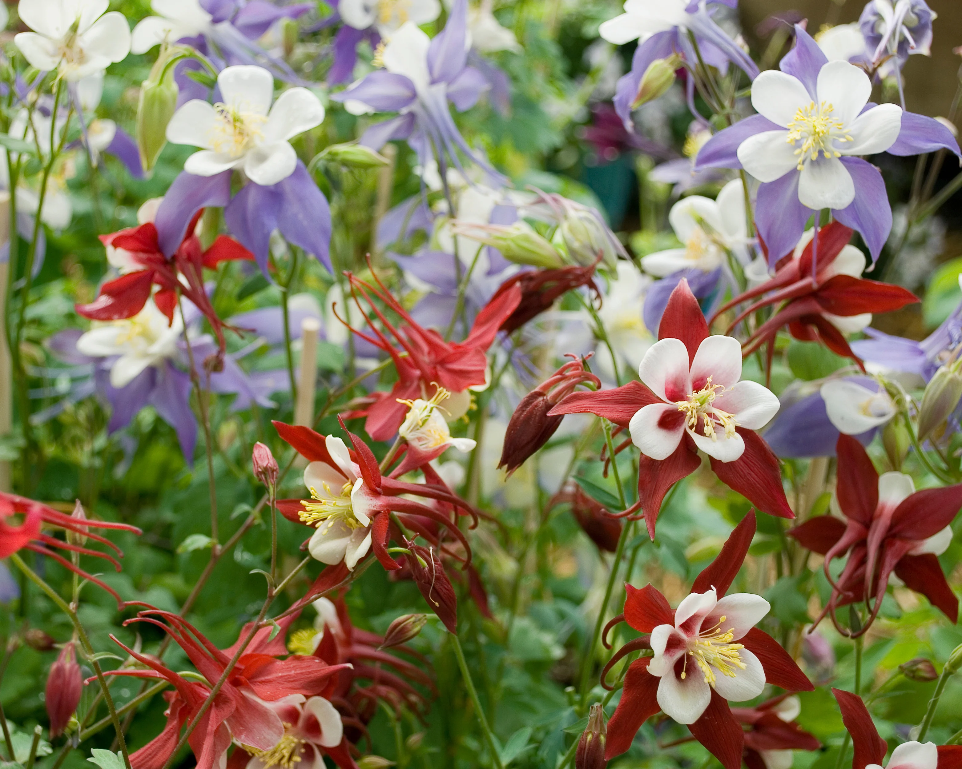 Aquilegia 'Columbine Mix' - Image 4