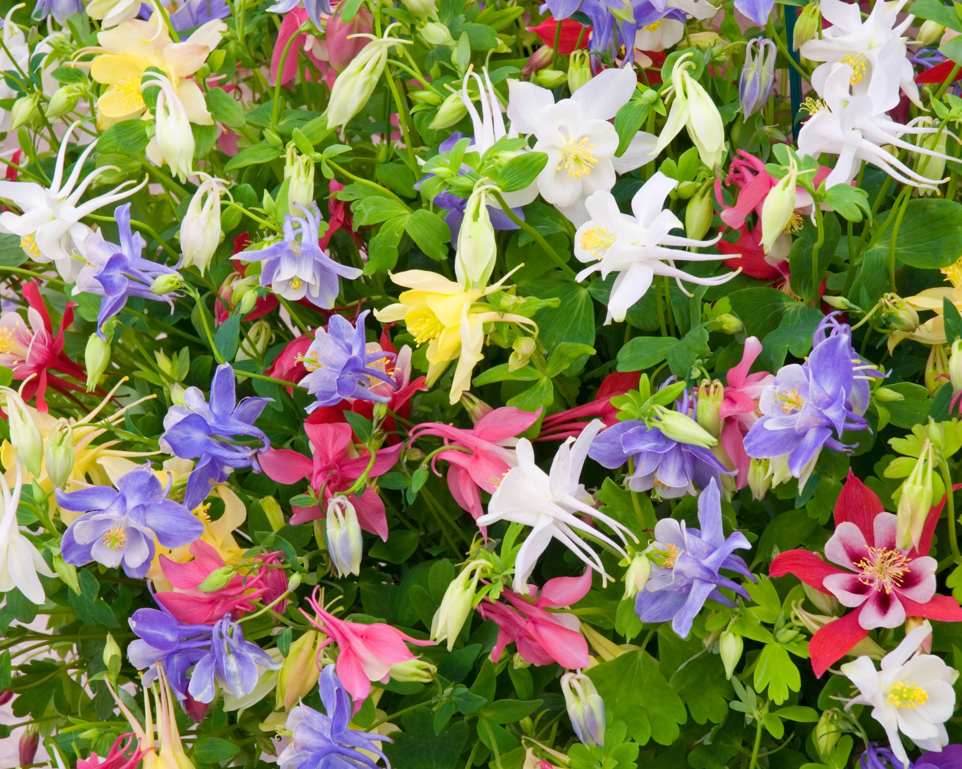 Aquilegia 'Columbine Mix' - Image 8