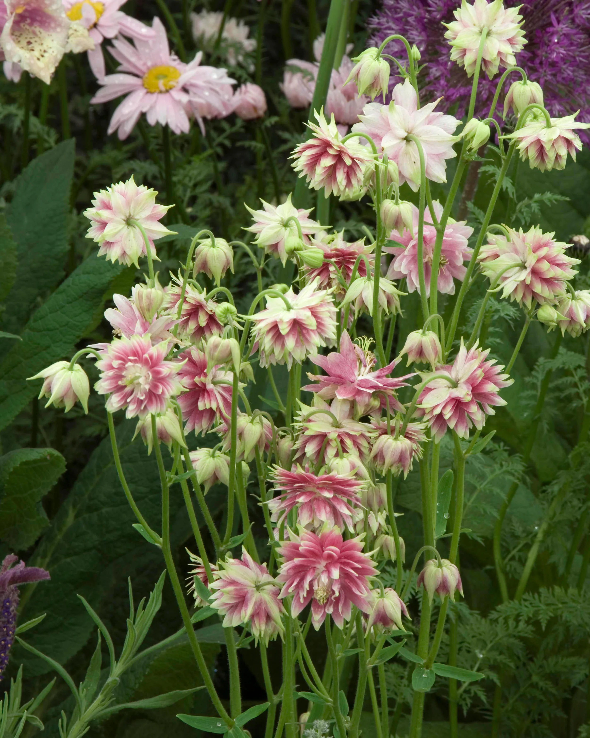 Aquilegia 'Nora Barlow' - Image 8