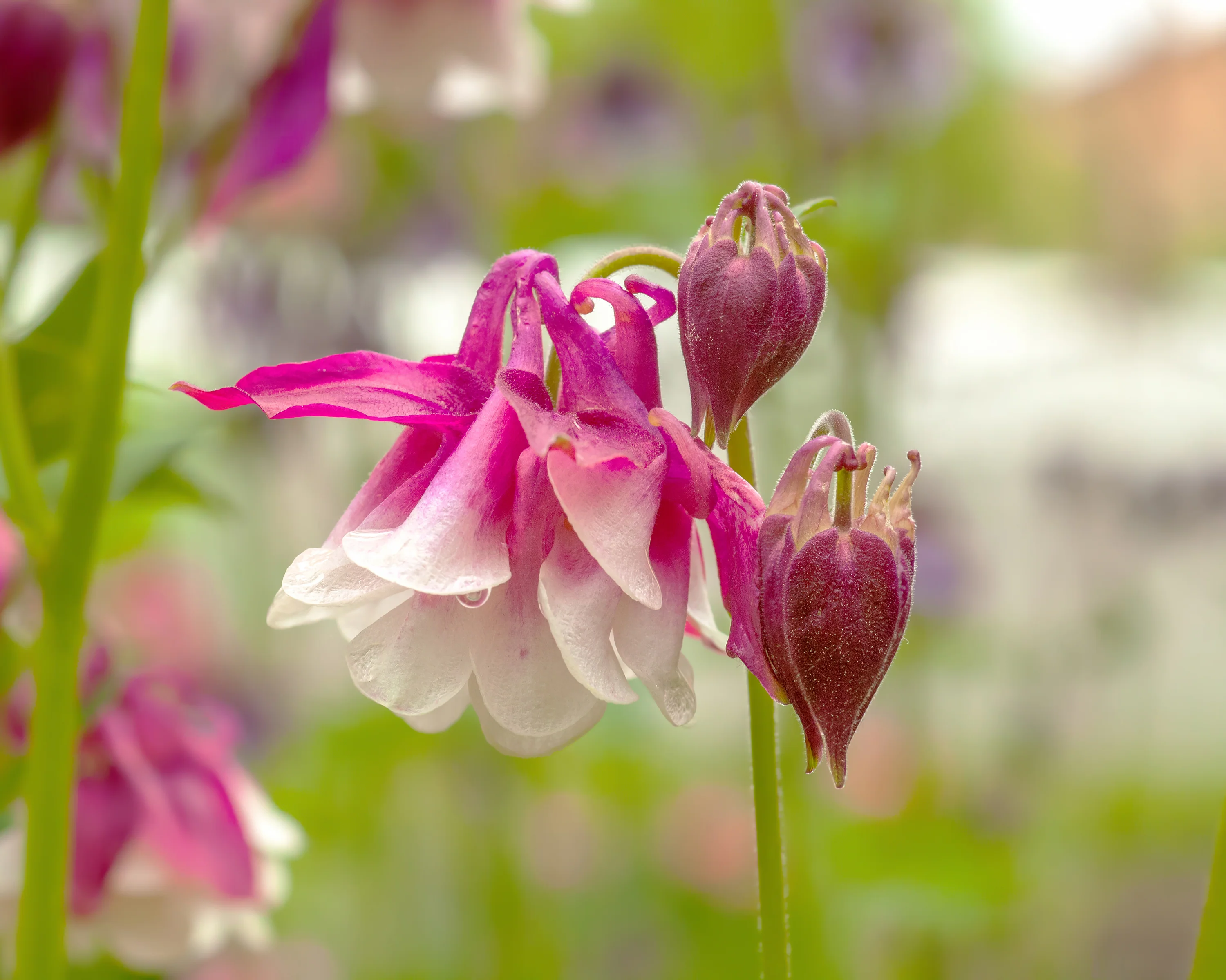 Aquilegia 'Pink Petticoat' - Image 4