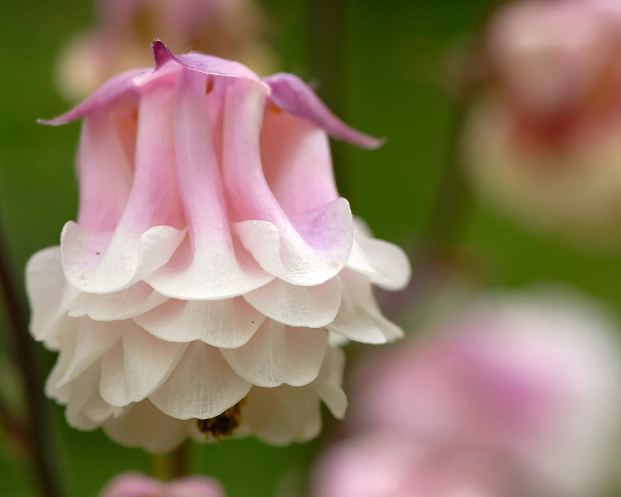 Aquilegia 'Pink Petticoat' - Image 5
