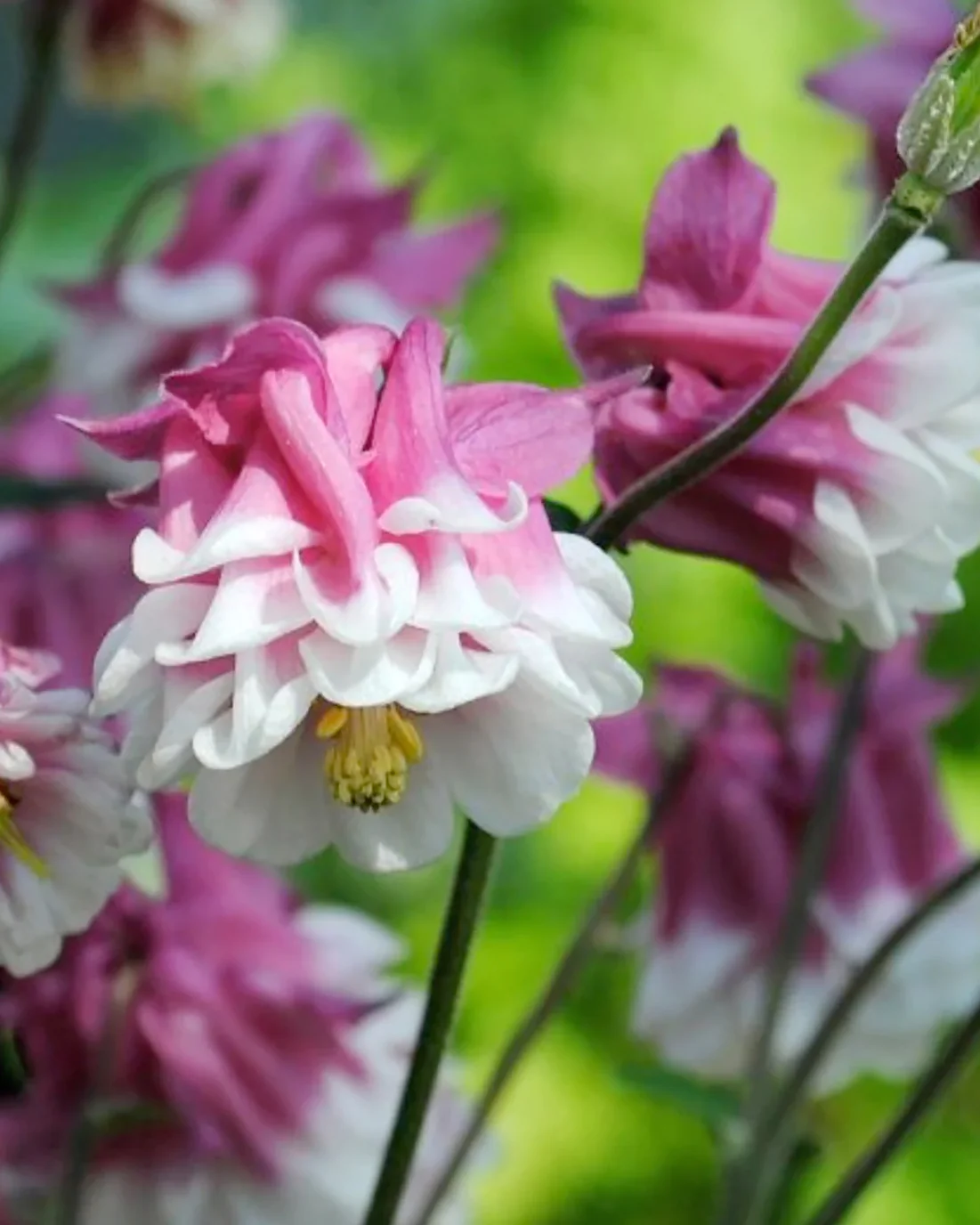 Aquilegia 'Pink Petticoat' - Image 6