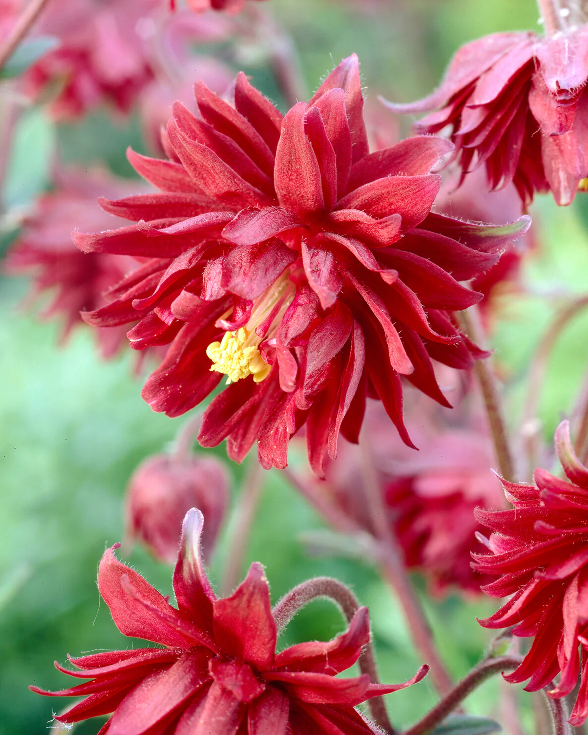 Aquilegia 'Ruby Port' - Image 10