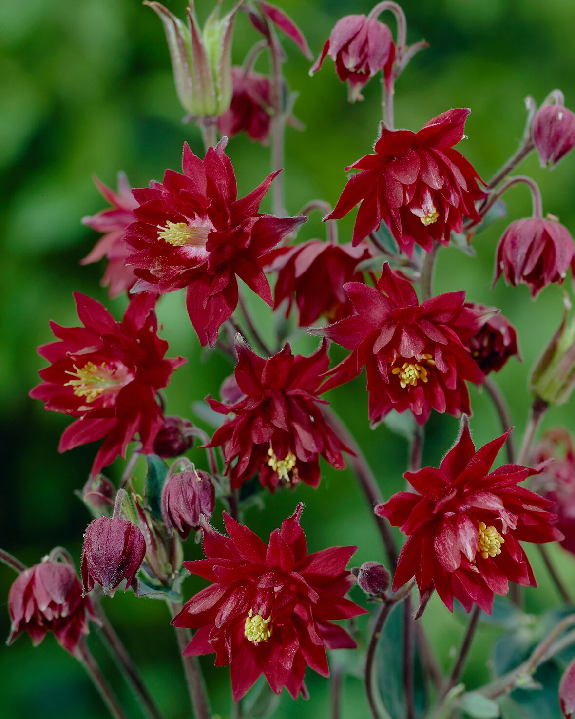 Aquilegia 'Ruby Port' - Image 3