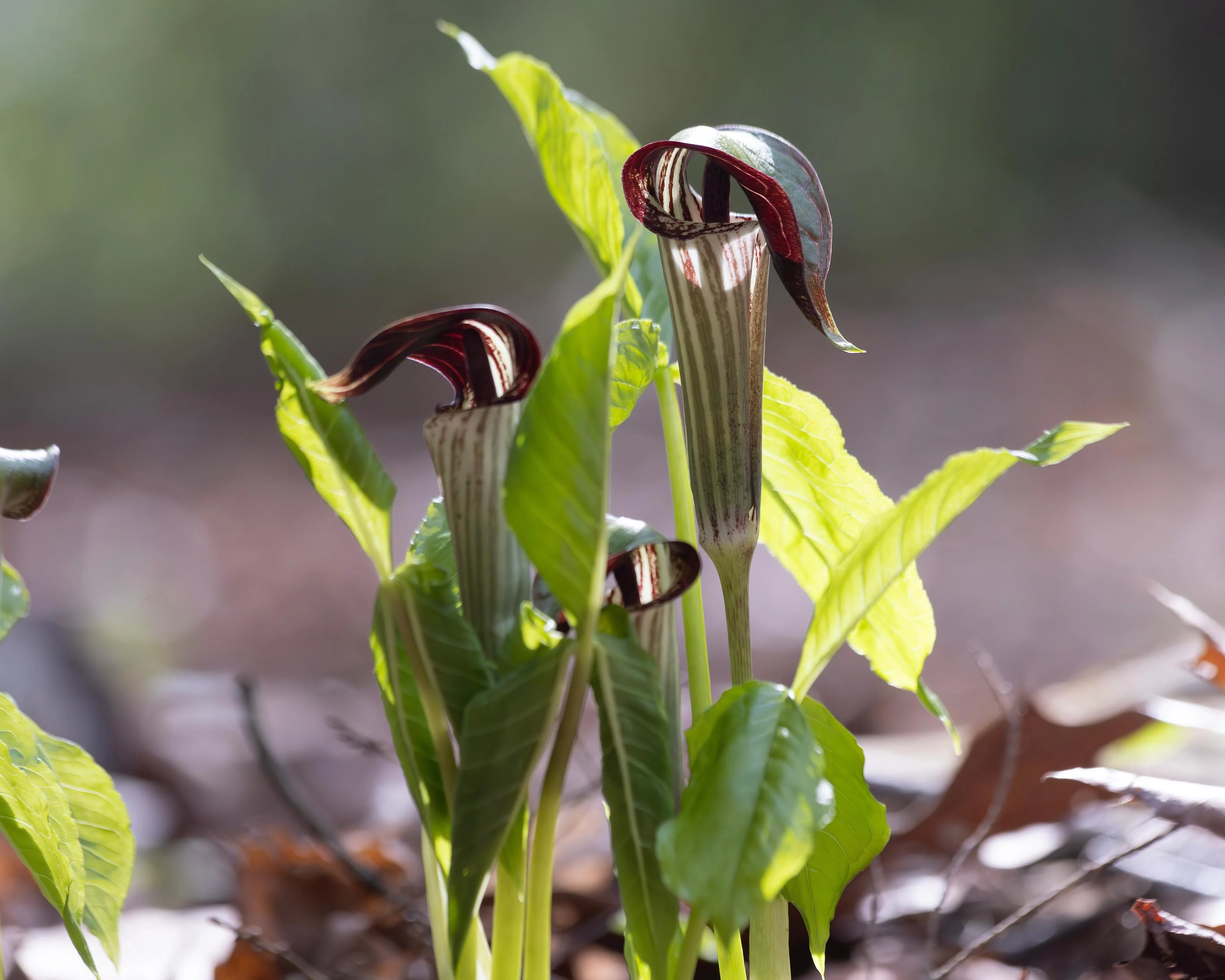 Arisaema concinnum - Image 6