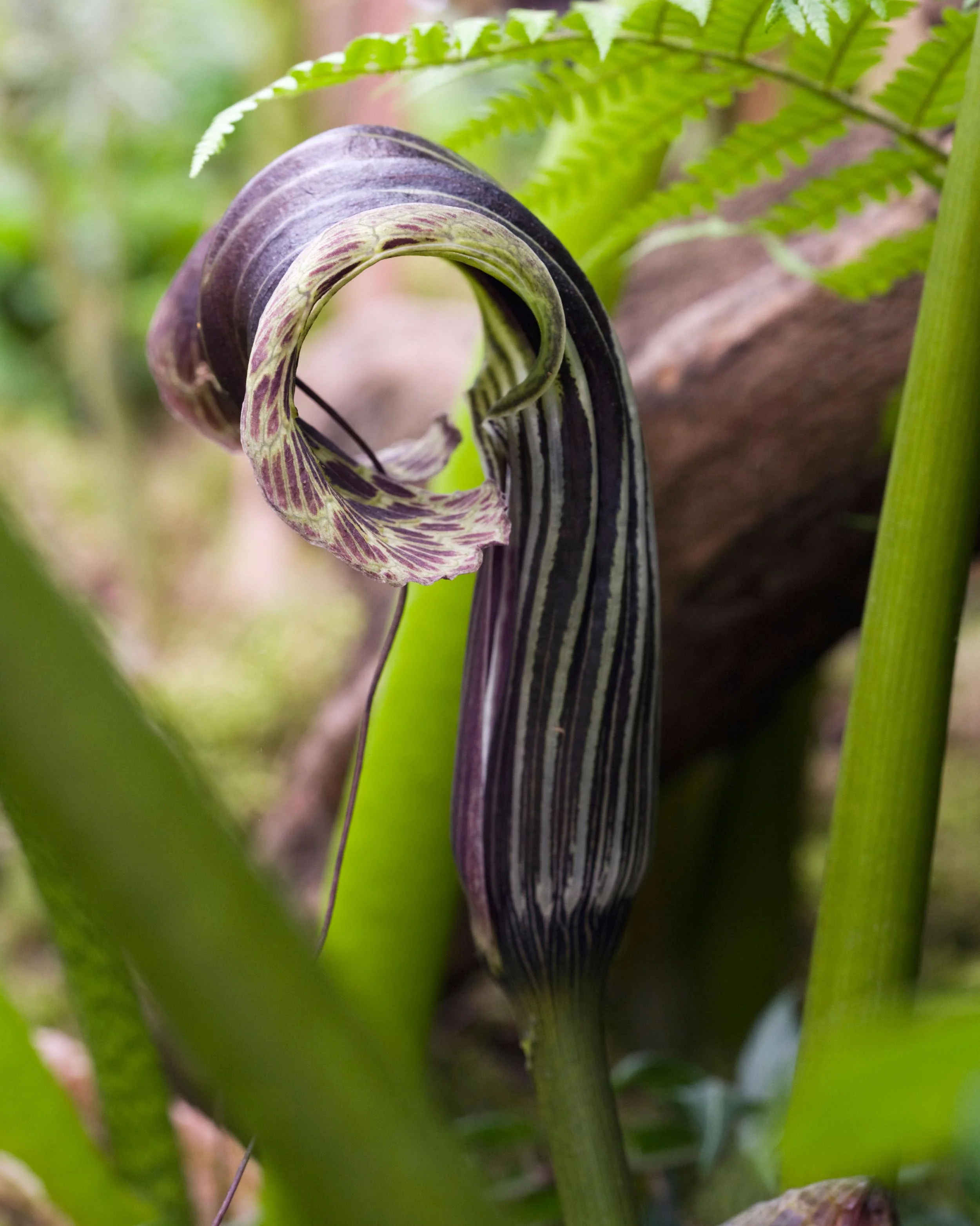 Arisaema griffithii - Image 3