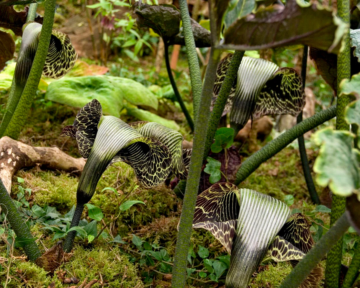 Arisaema griffithii - Image 5