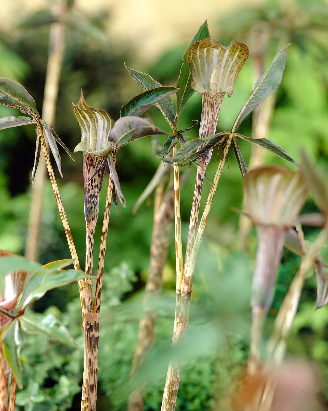 Arisaema nepenthoides - Image 3