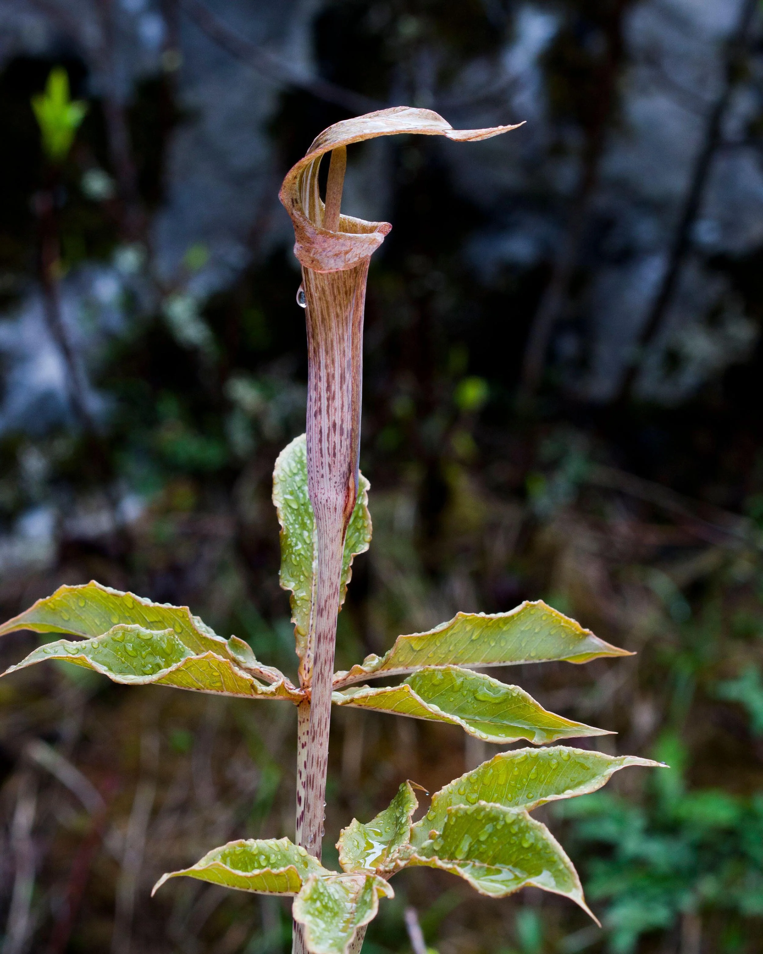 Arisaema nepenthoides - Image 4