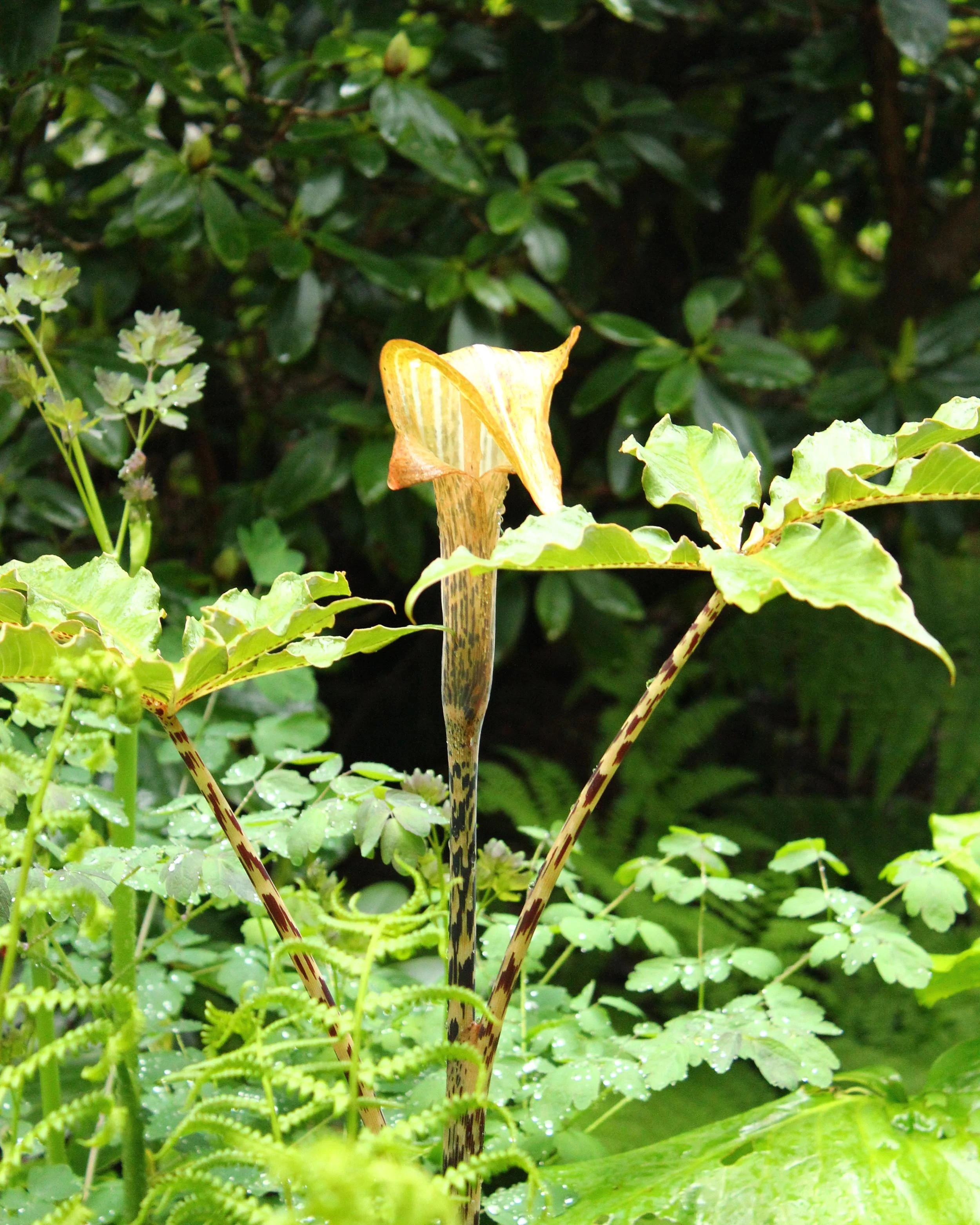 Arisaema nepenthoides - Image 5