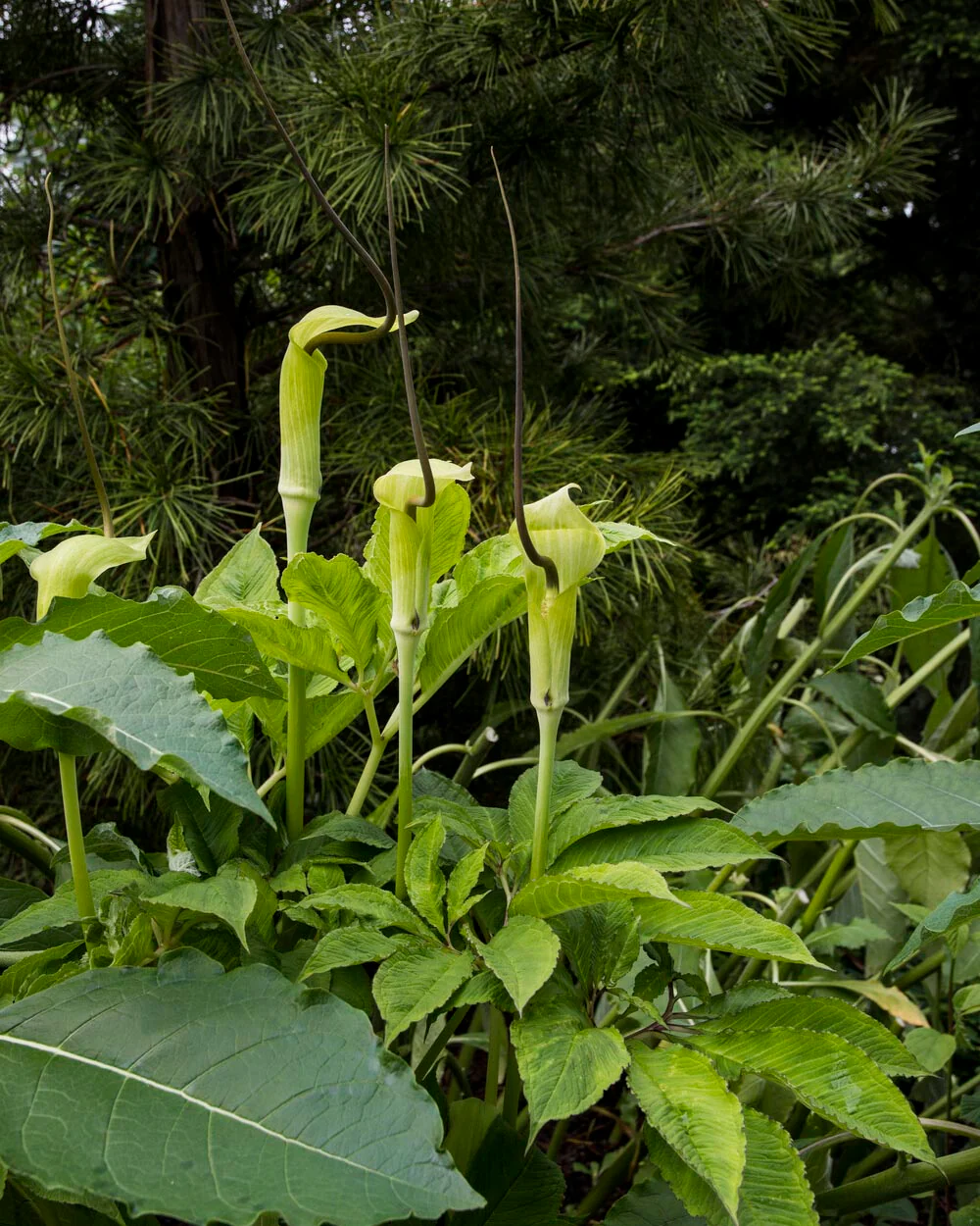 Arisaema tortuosum - Image 3