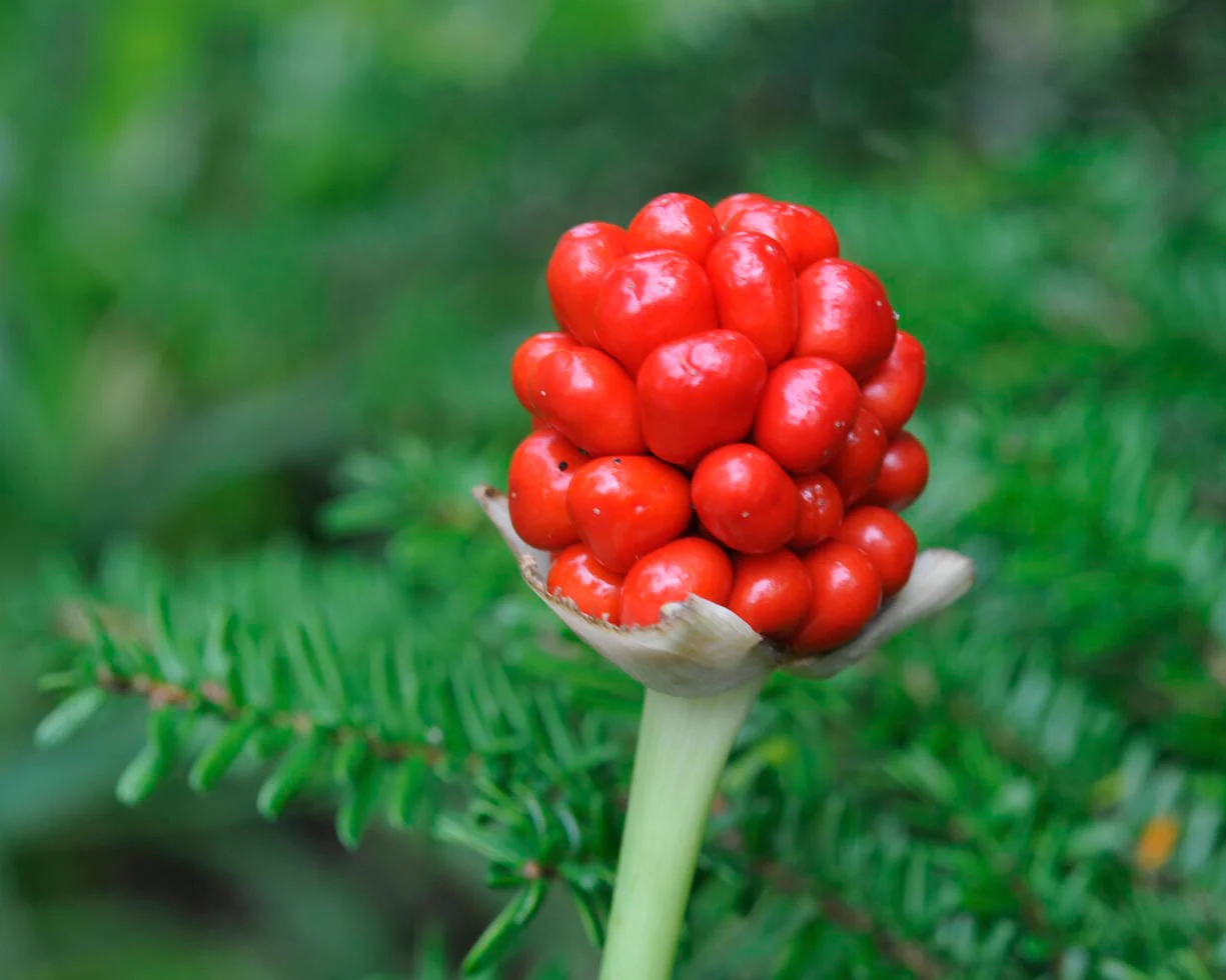 Arisaema tortuosum - Image 4