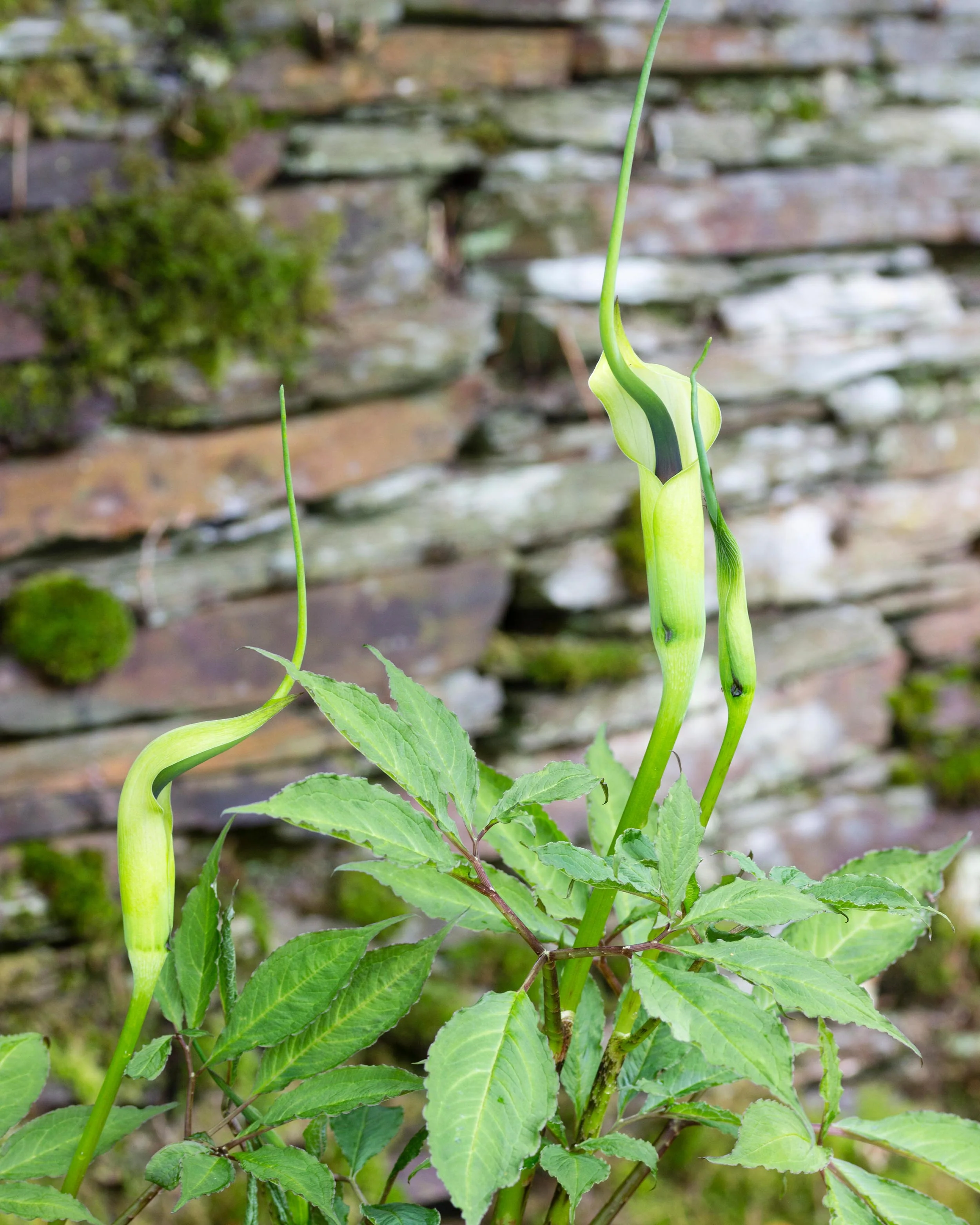 Arisaema tortuosum - Image 6