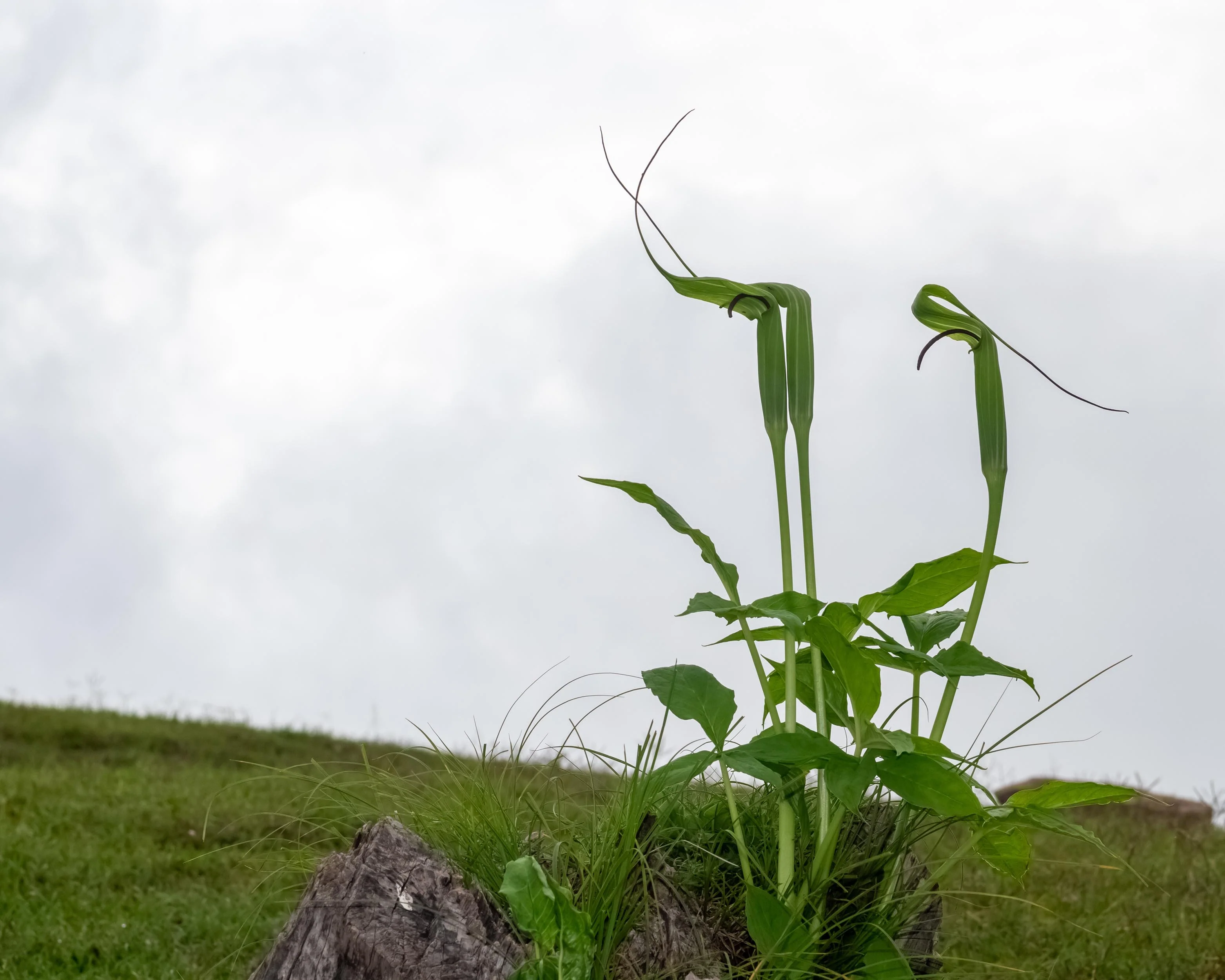 Arisaema tortuosum - Image 9