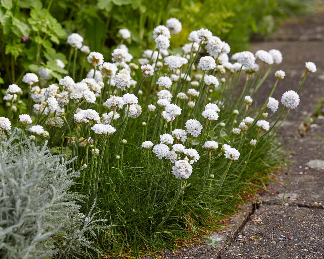 Armeria maritima 'Alba' - Image 2