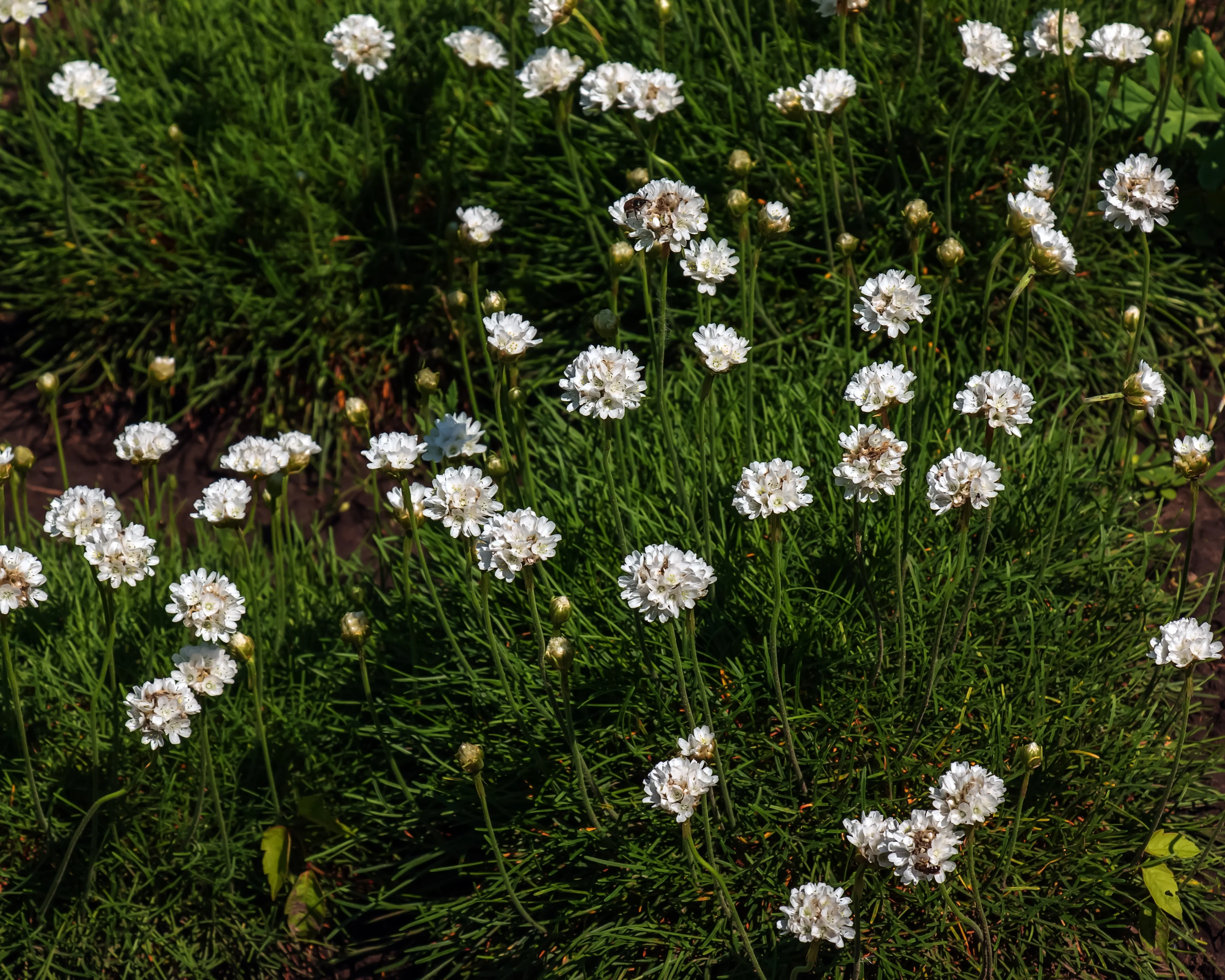 Armeria maritima 'Alba' - Image 7