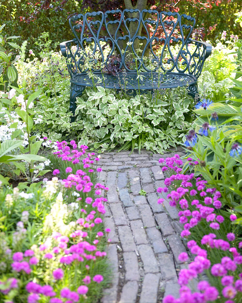 Armeria maritima - Image 3