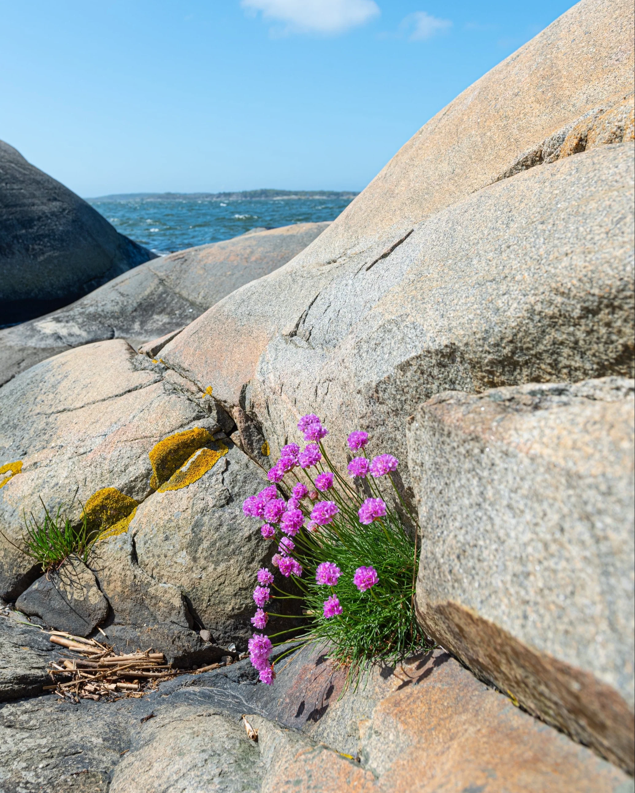 Armeria maritima - Image 6