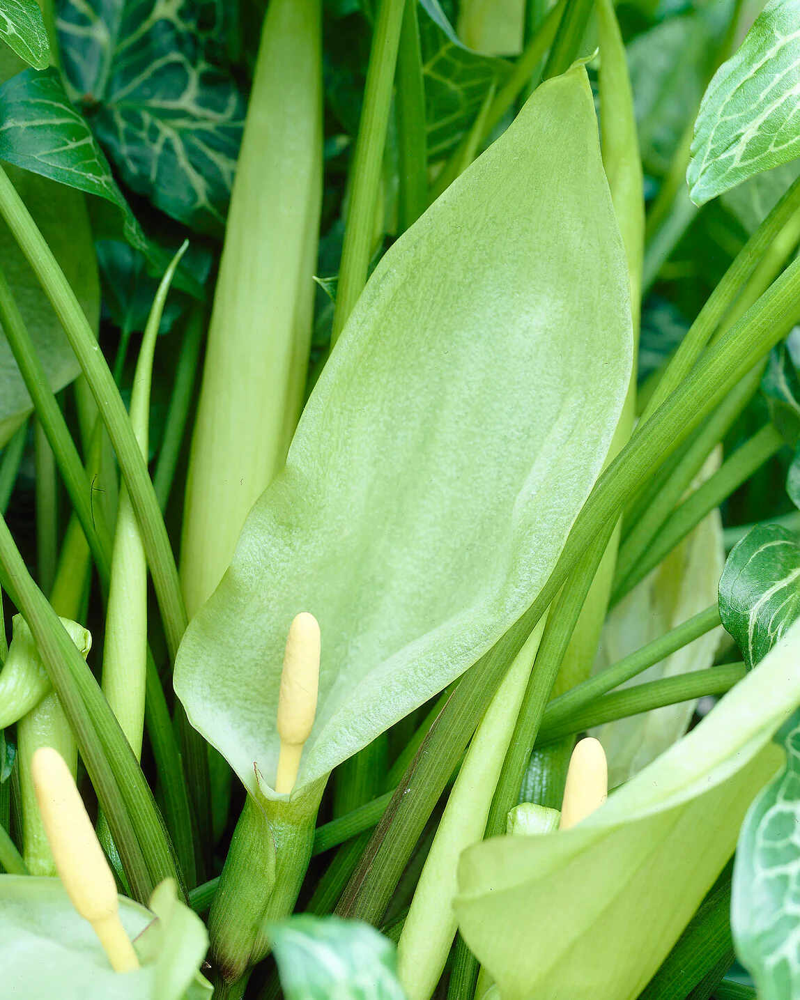 Arum italicum - Image 9