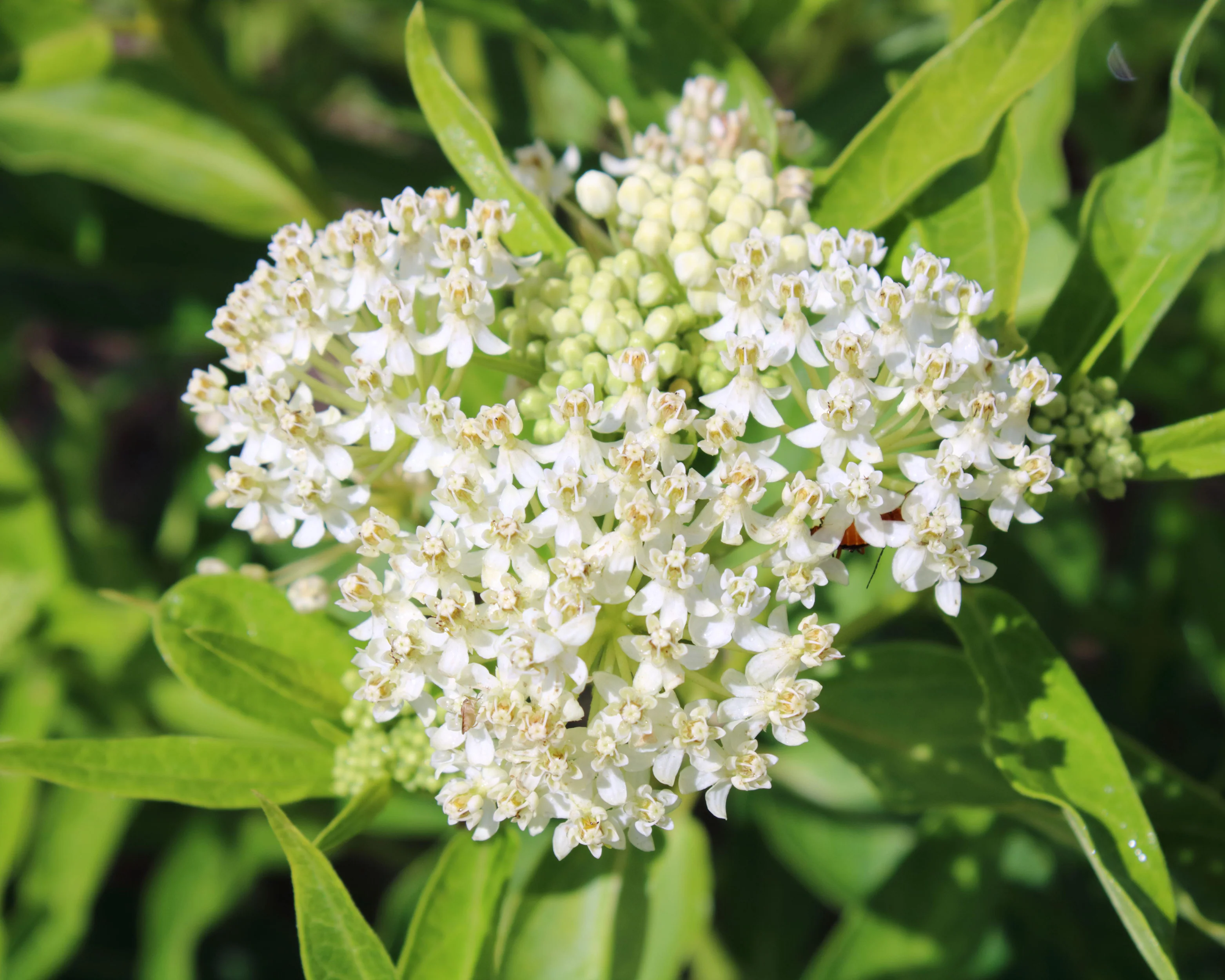 Asclepias 'Ice Ballet' - Image 5