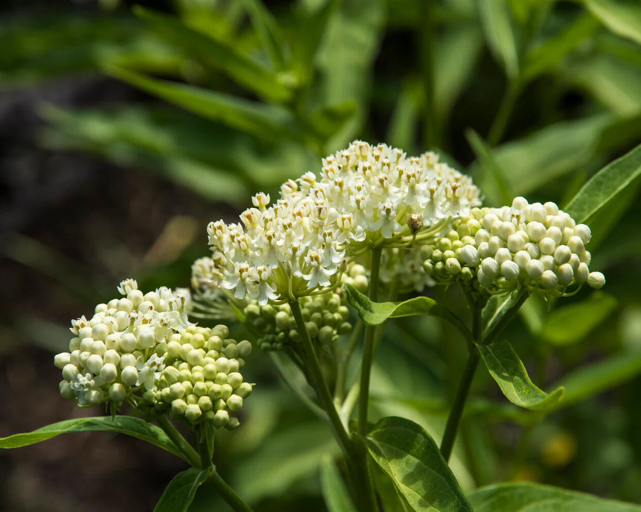 Asclepias 'Ice Ballet' - Image 8