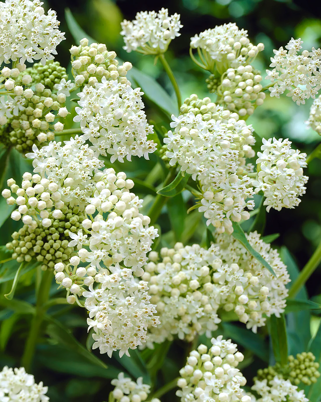 Asclepias 'Ice Ballet' - Image 9