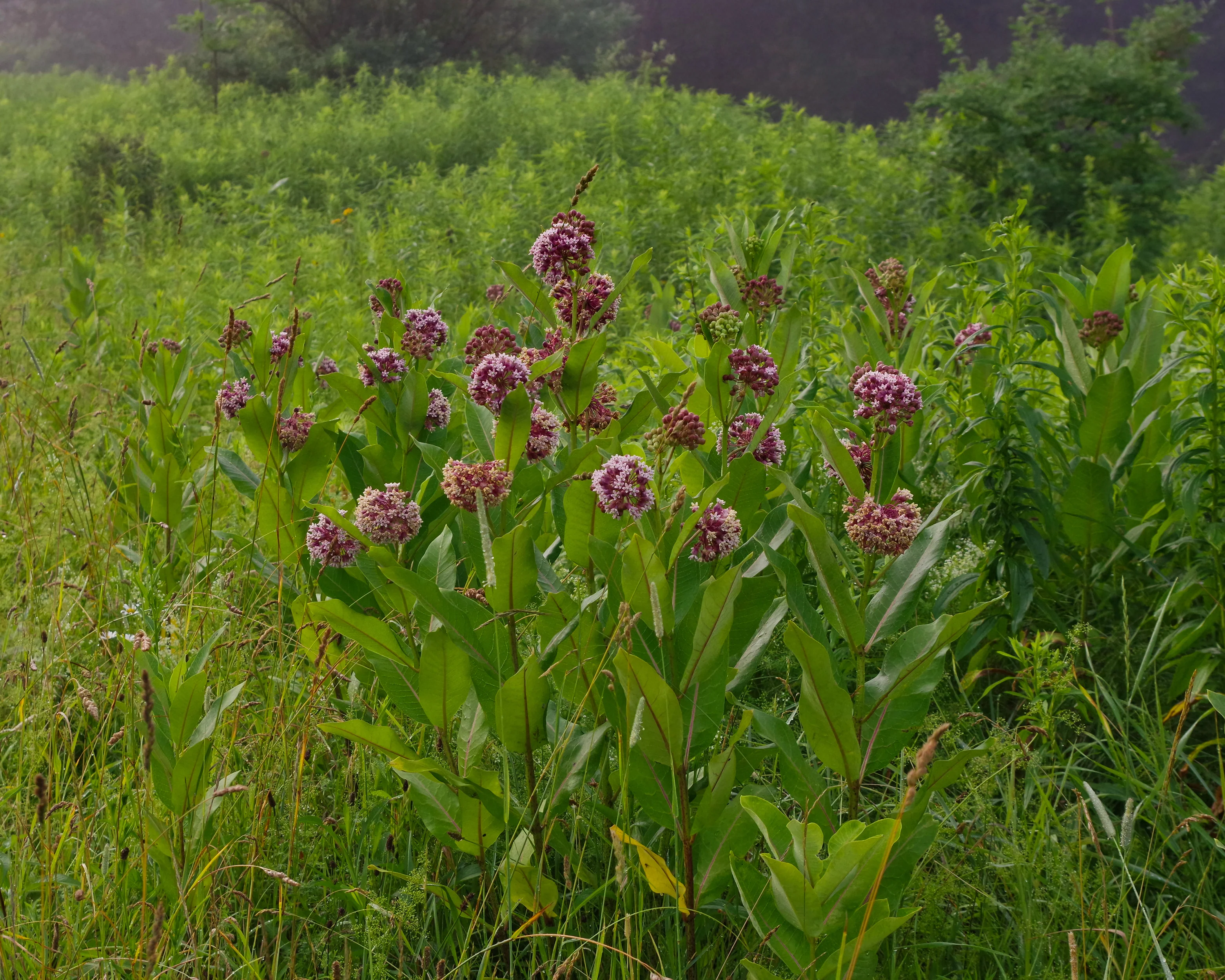 Asclepias 'Soulmate' - Image 3