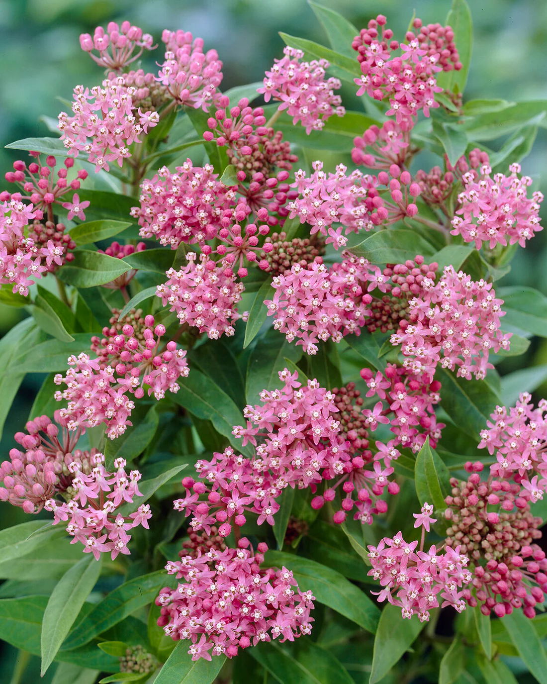 Asclepias 'Soulmate' - Image 4