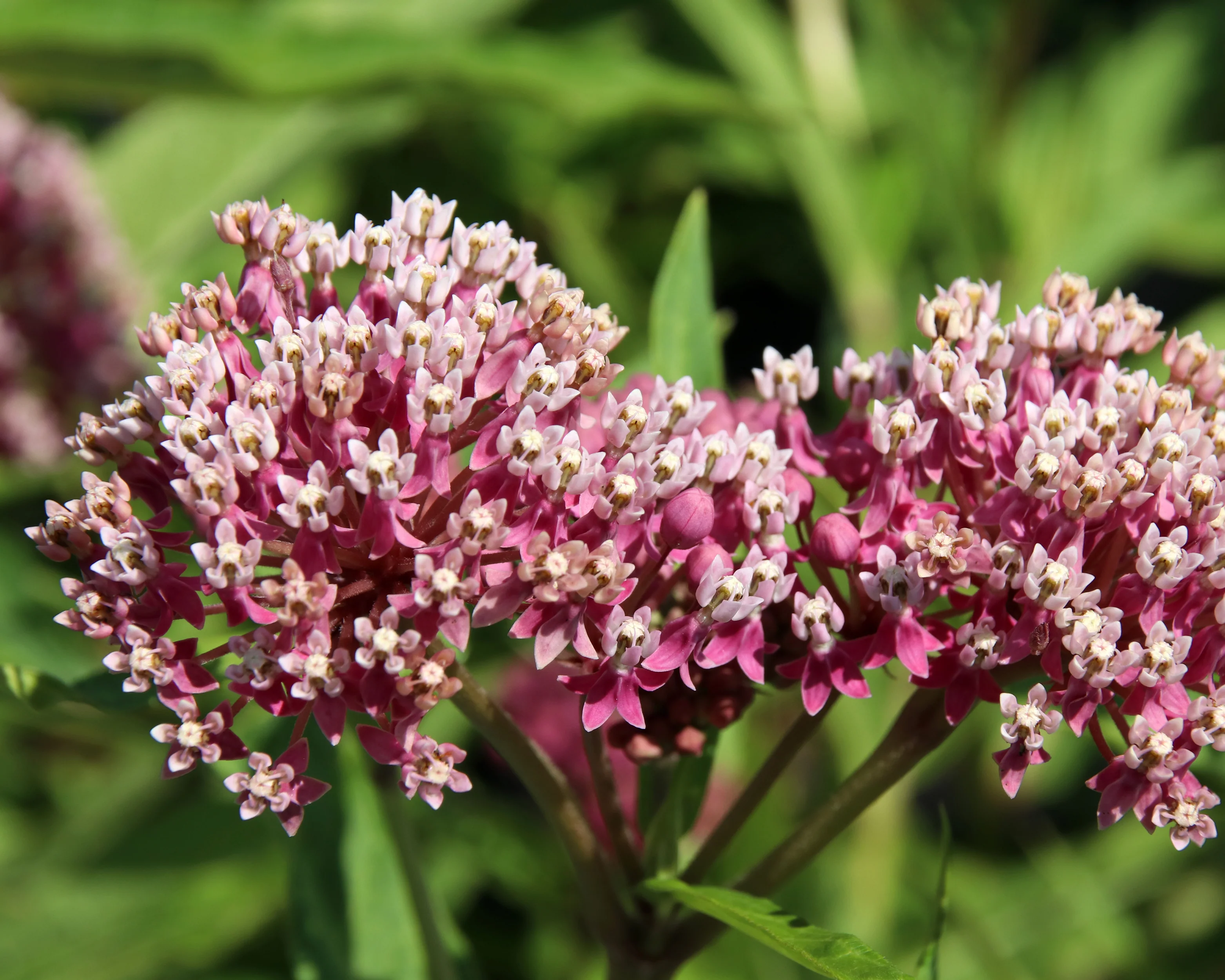 Asclepias 'Soulmate' - Image 5
