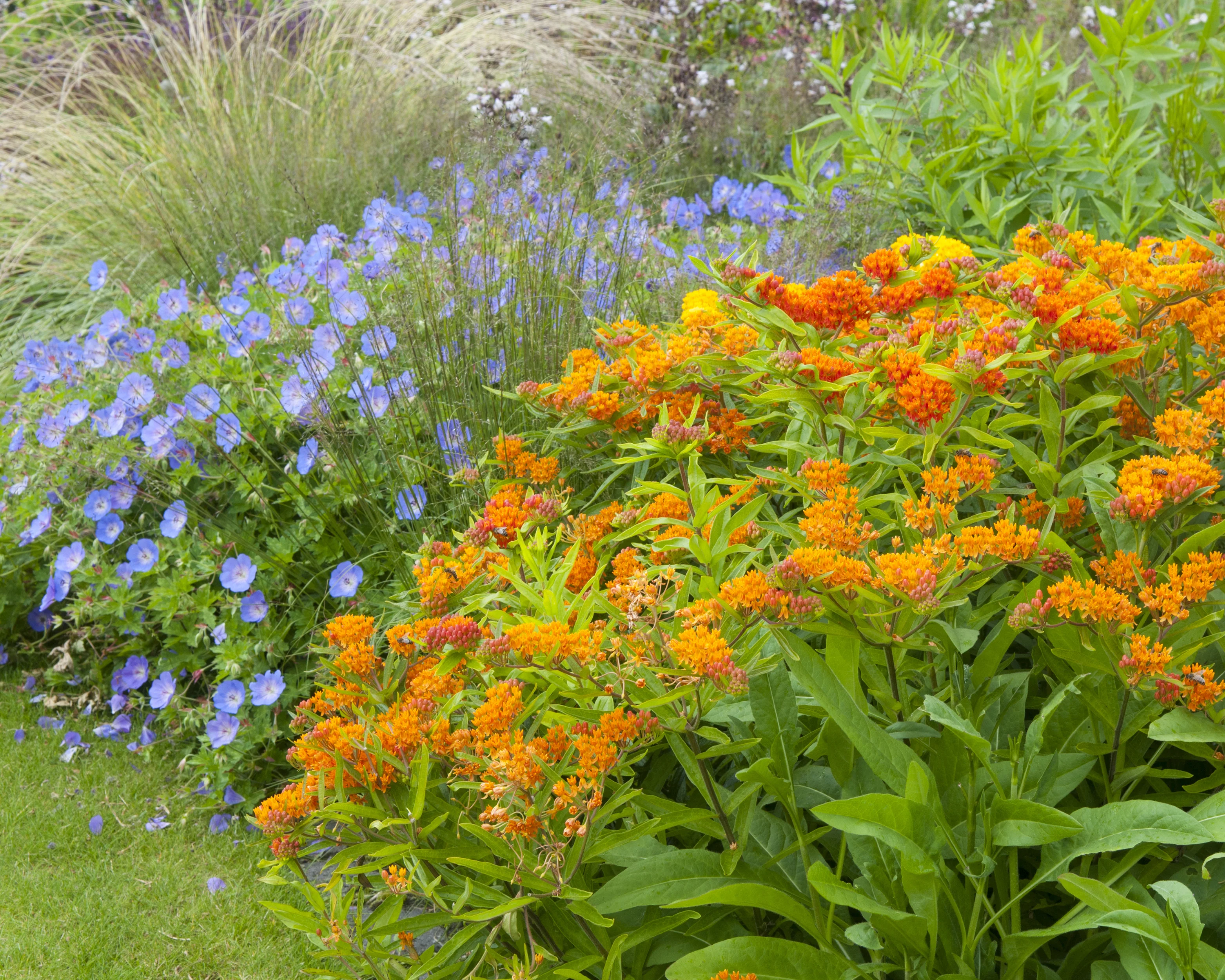 Asclepias tuberosa - Image 10