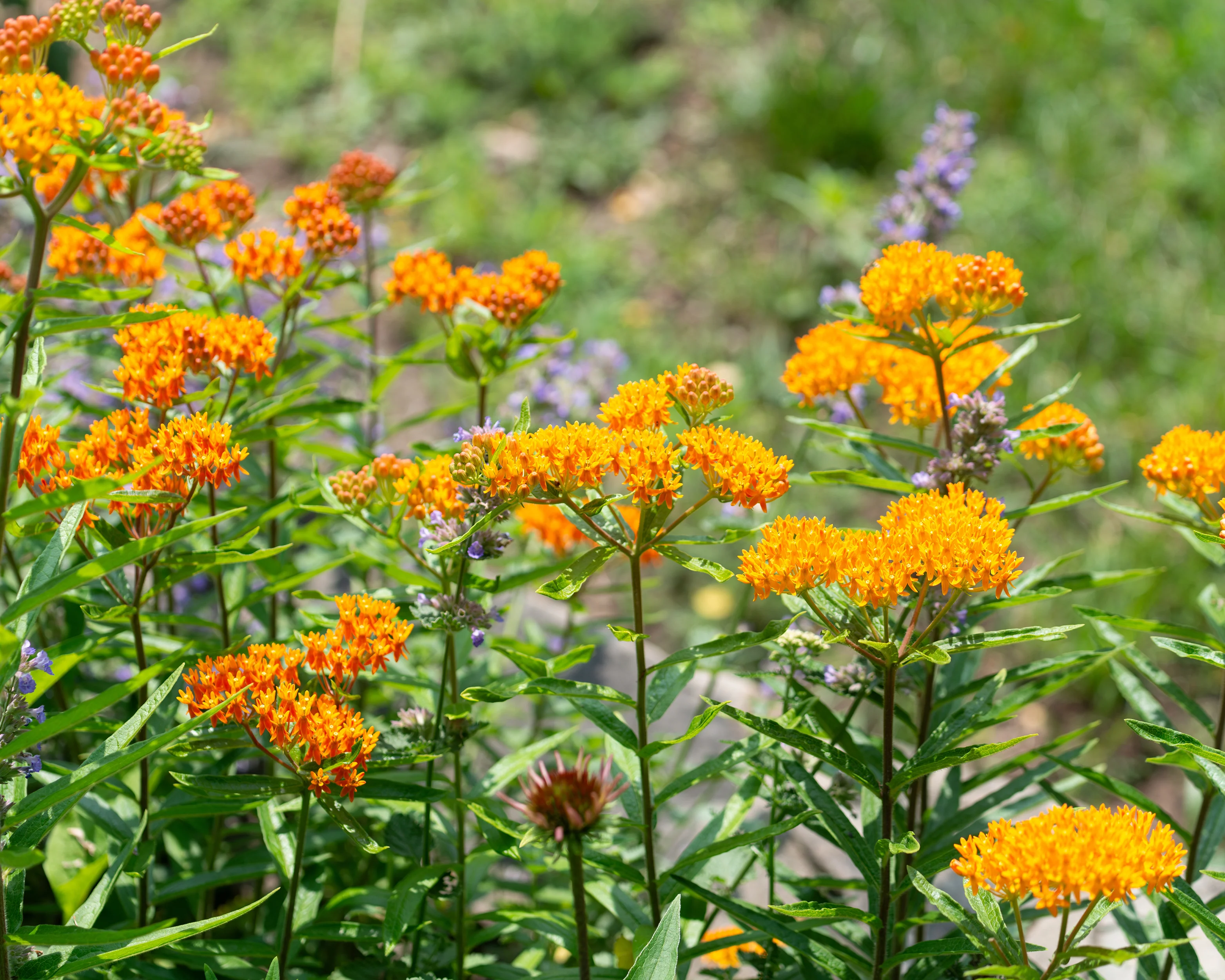 Asclepias tuberosa - Image 3