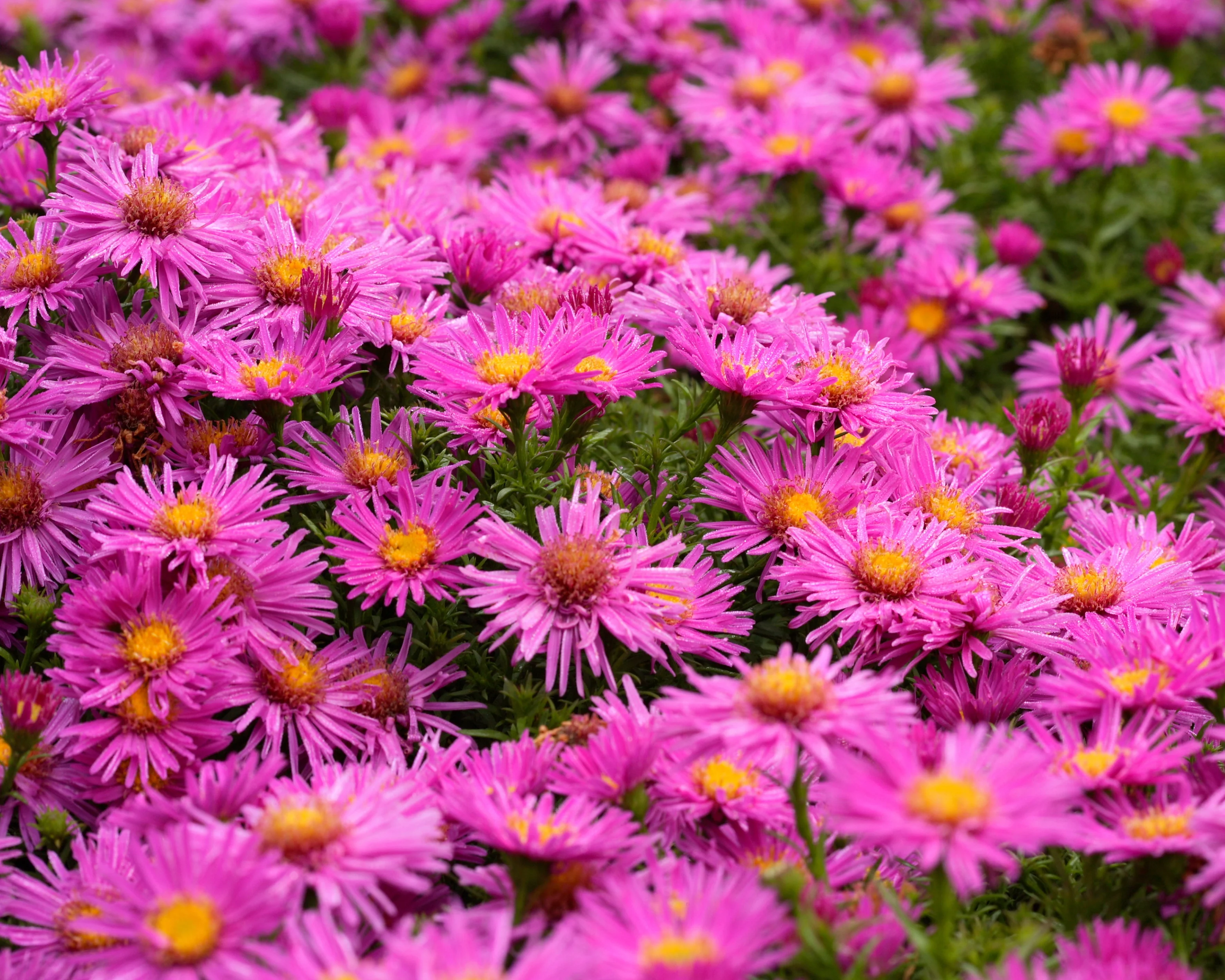Aster 'Alice Haslam' - Image 3