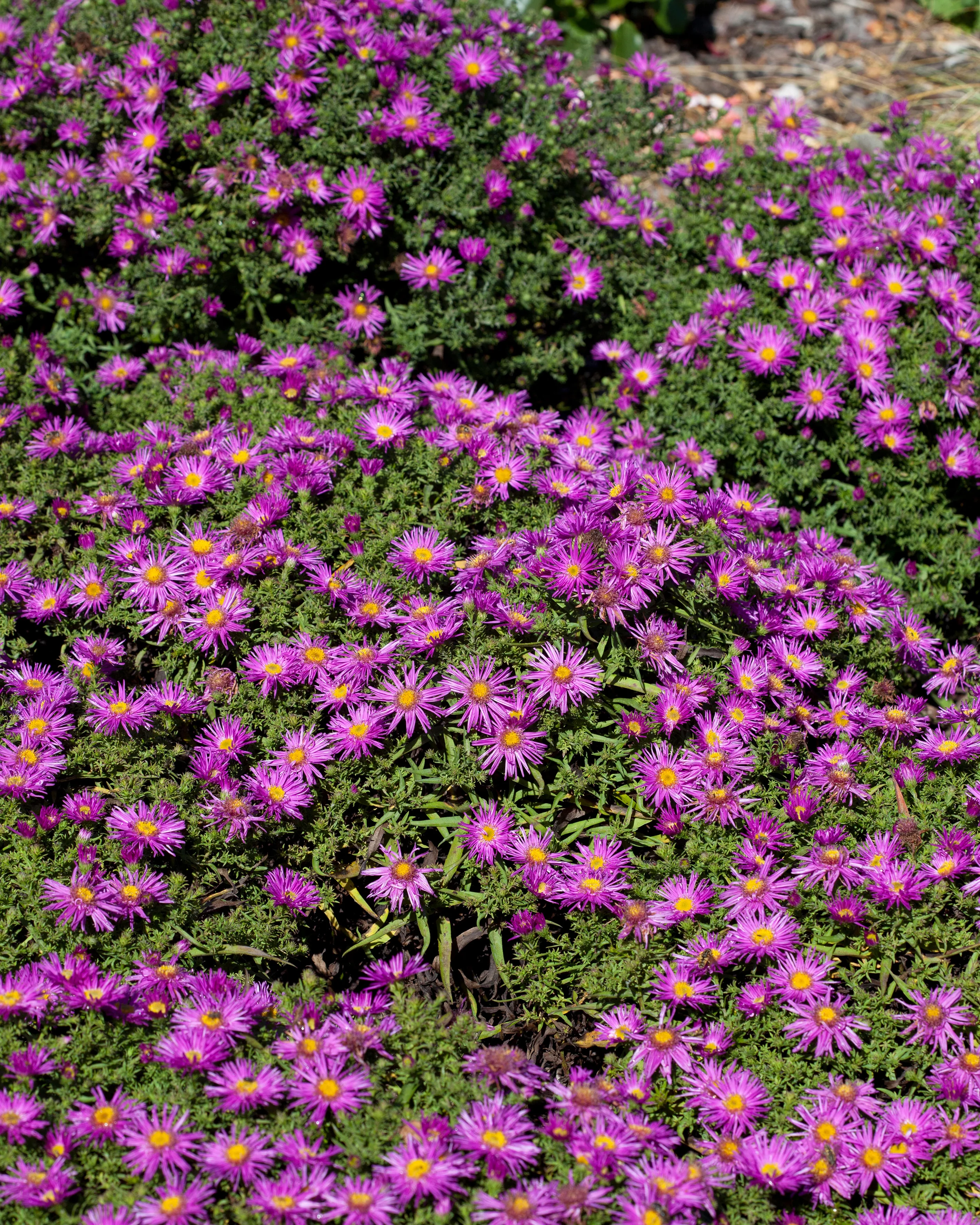 Aster 'Alice Haslam' - Image 6