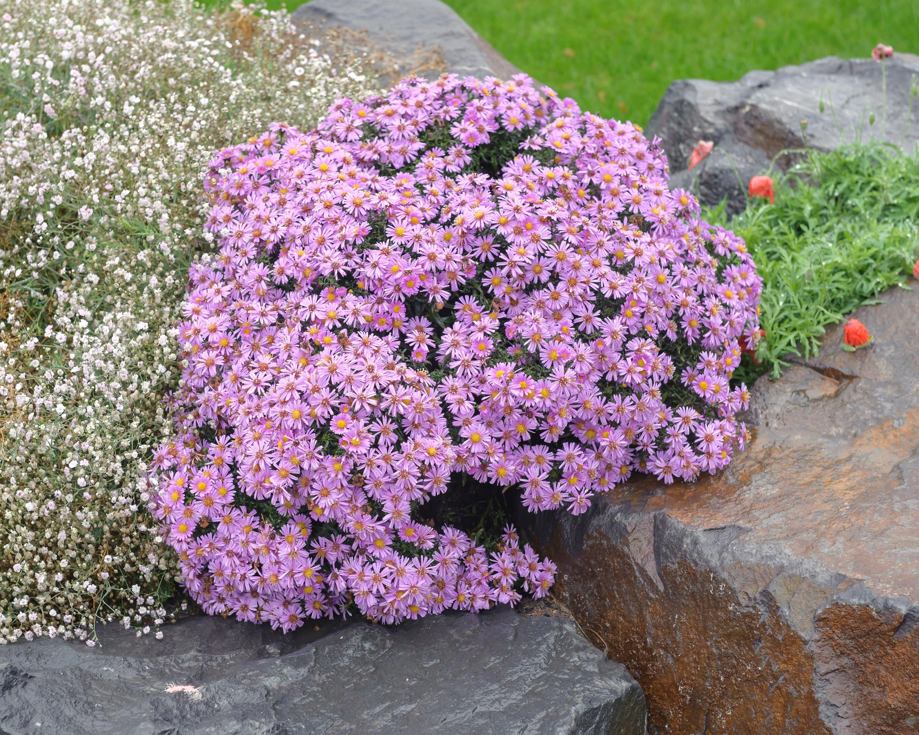 Aster 'Herbstgruss vom Bresserhof' - Image 4