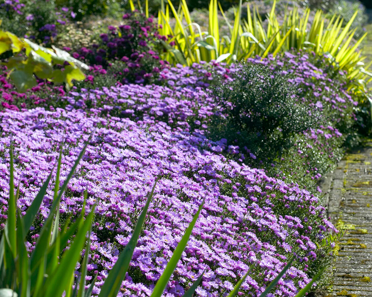 Aster 'Herbstgruss vom Bresserhof' - Image 5