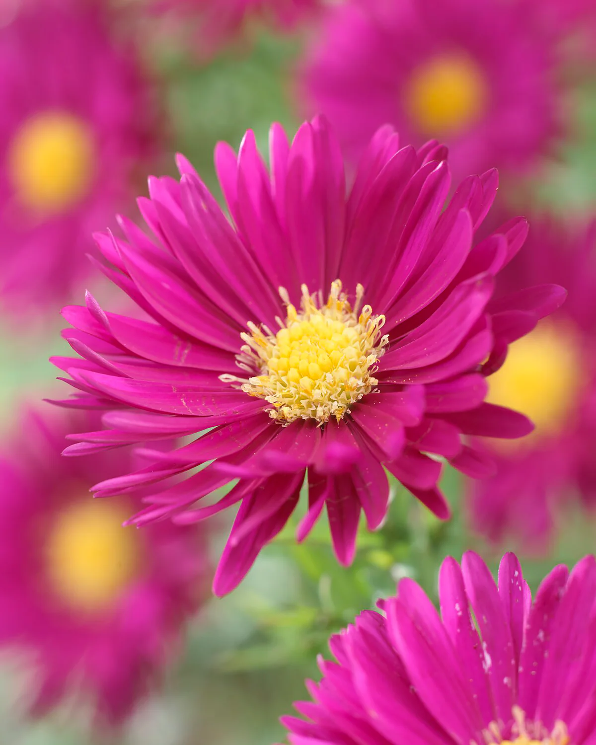 Aster 'Jenny' - Image 3