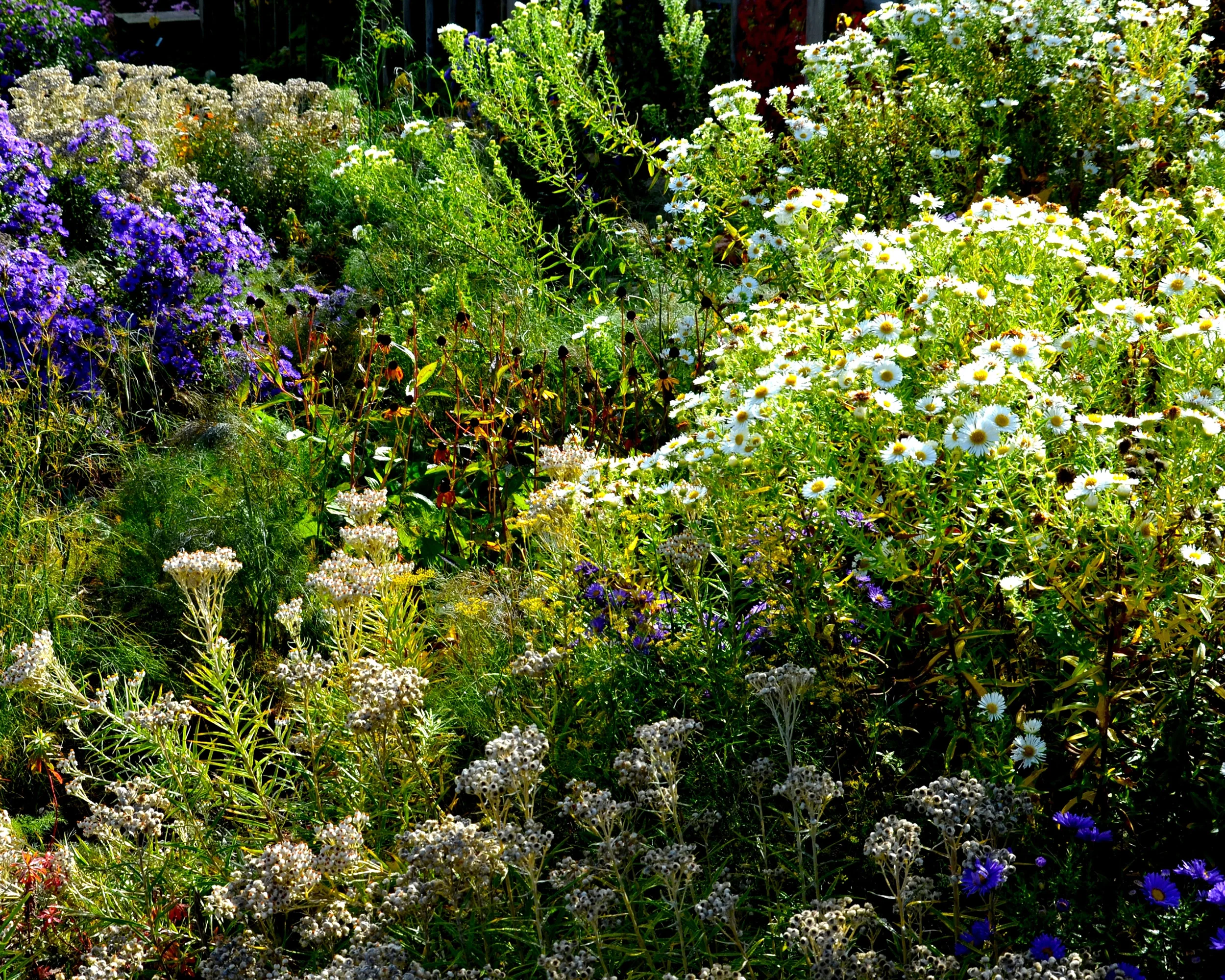 Aster 'Kristina' - Image 3