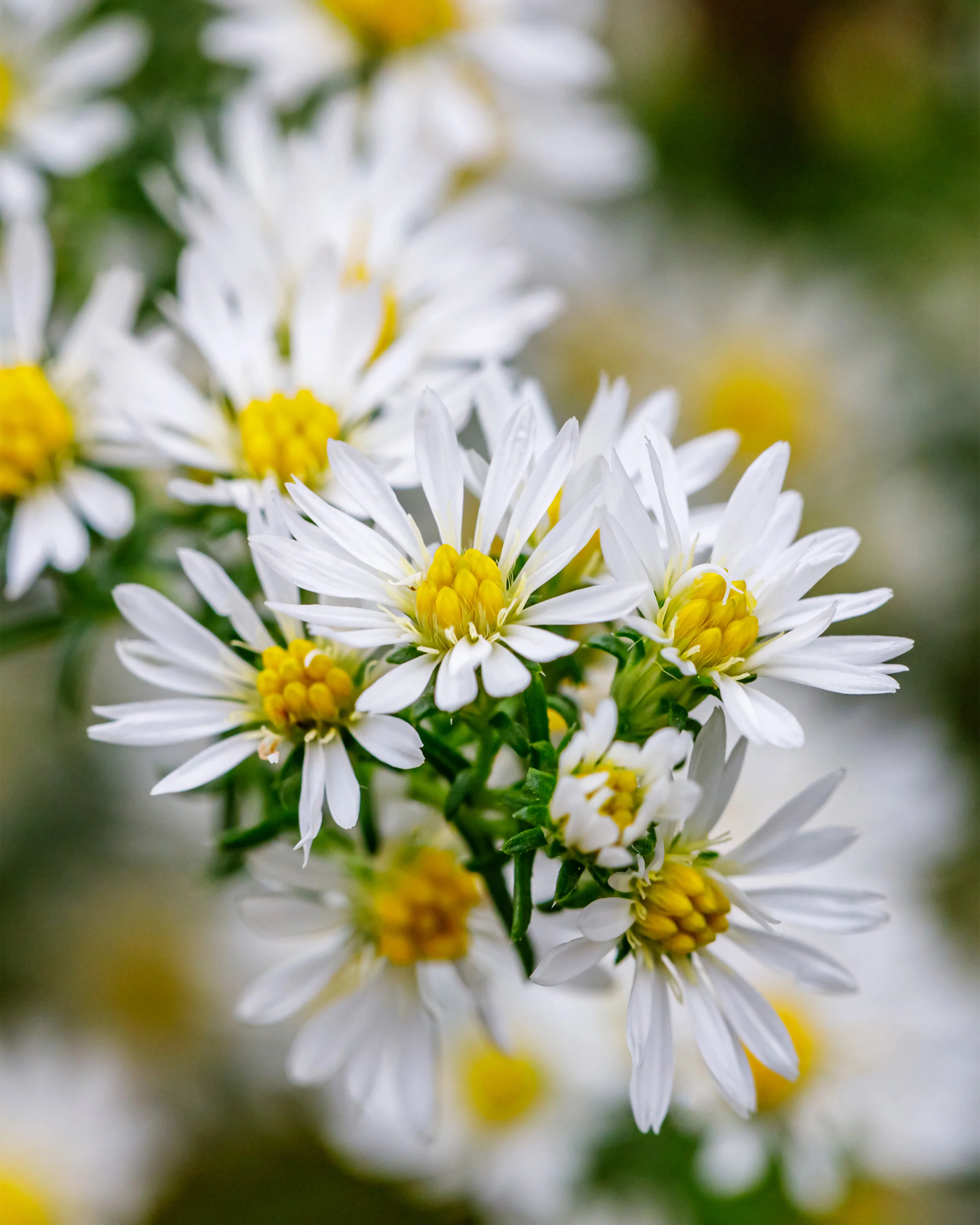 Aster 'Kristina' - Image 5